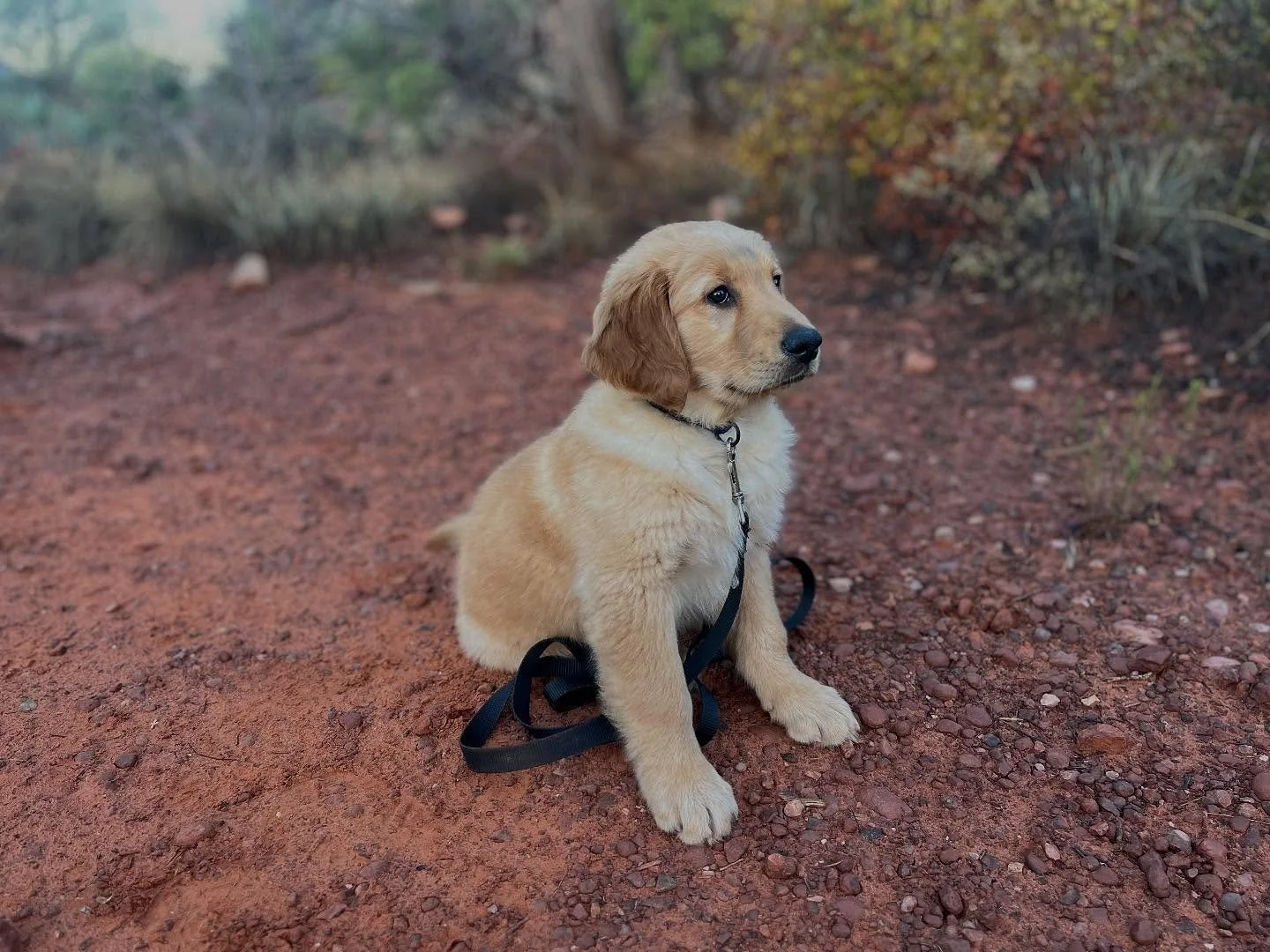 Hiking with Doug is going to becoming one of my favorite things.

#hiking #sedona #goldenretriever #hike