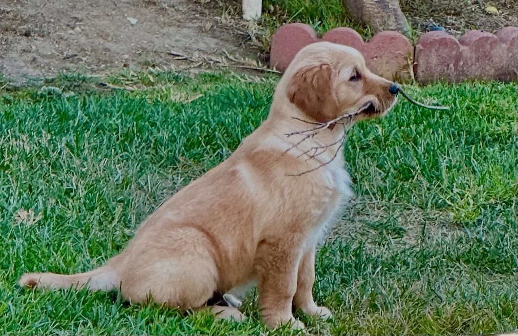Meet Otis! @instaddie got this little cutie from us! 

If you have a puppy from our most recent litter we would love some puppy updates! :) 

#goldenretriever #puppy