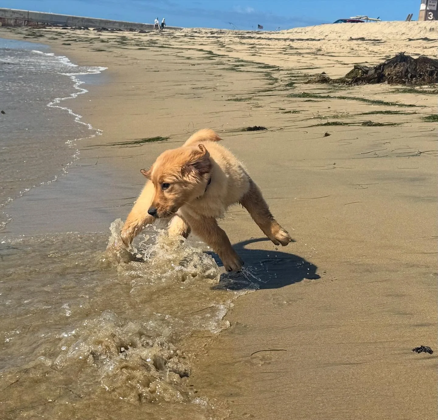 Sometimes the water is our friend. Sometimes it sneaks up on you unexpectedly. 
.

.
.
#dougtheretriever #goldenretriever #puppy #california #newportbeach