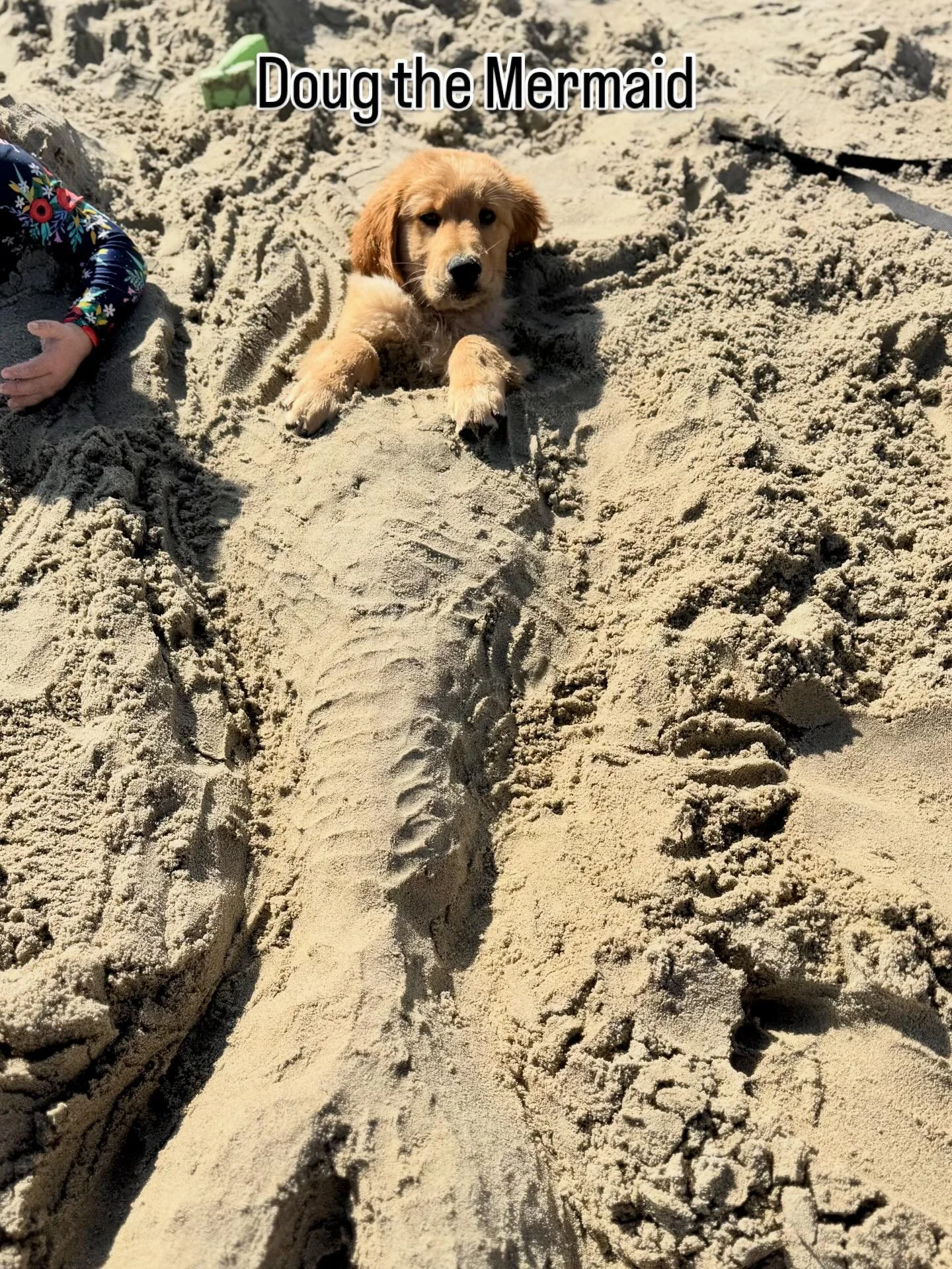 During our #beachday in California our little golden retriever Doug decided to become a mermaid!