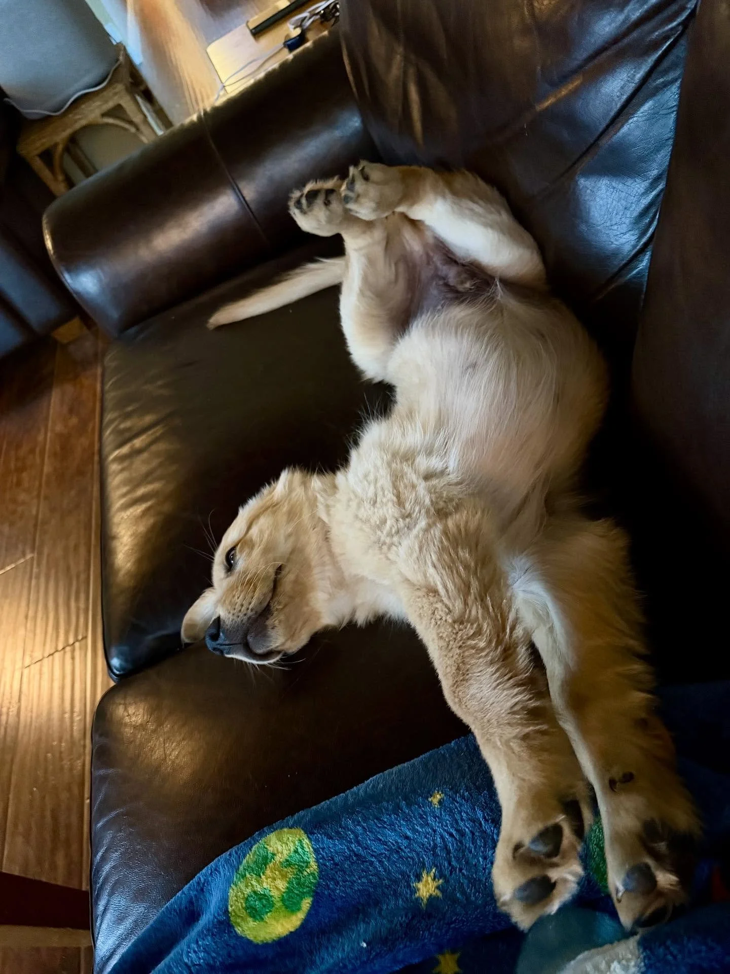 Otis the #goldenretriever #puppy is living his best life out in the hills of #california! 

Thank you for the puppy update! We love seeing our little ones doing well!