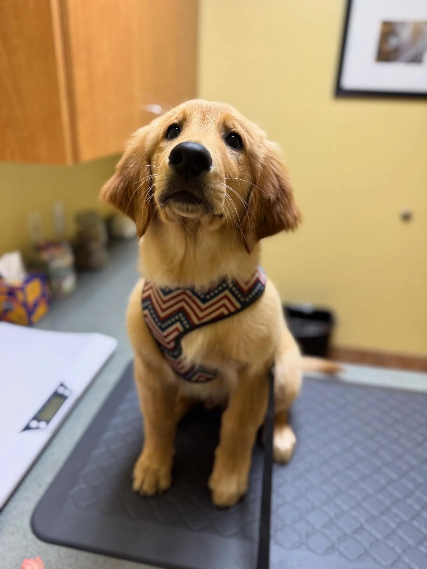 Doug is growing fast! Our sweet Golden Retriever pup just got his third round of shots and is almost ready to explore the trails of Sedona and Cottonwood. Healthy, happy, and full of that classic Golden Retriever joy.

Follow Turquoise Trail Retrieve