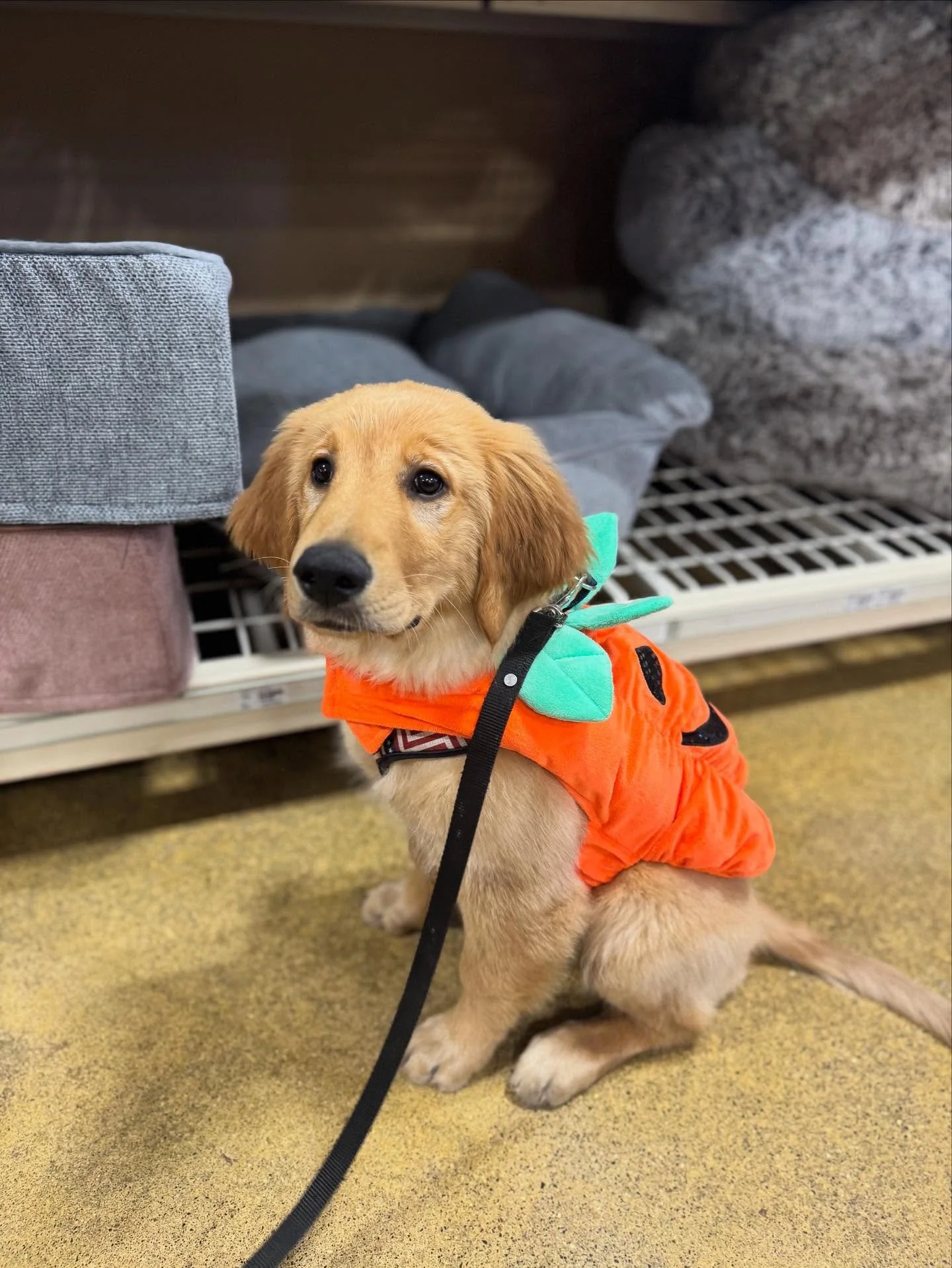 Spookily the Square Pumpkin! 
Or maybe it&rsquo;s just Doug. 
The world may never know