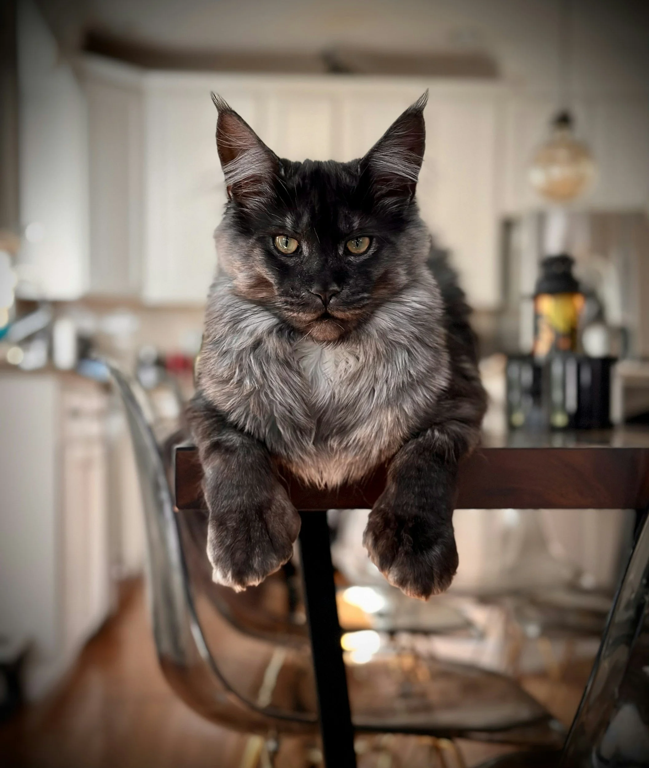 How Big Do Maine Coon Cats Get