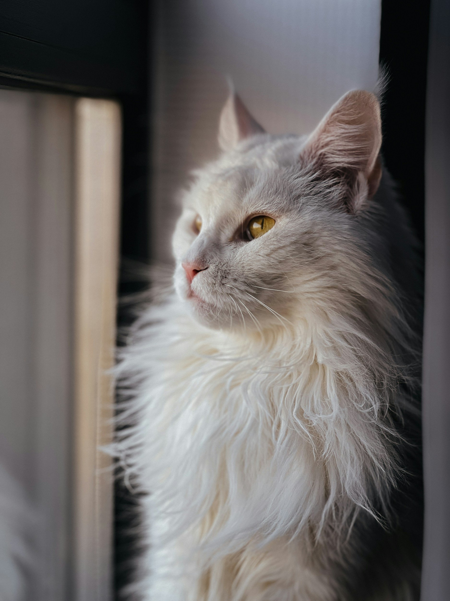Maine Coon Temperament and Personality 