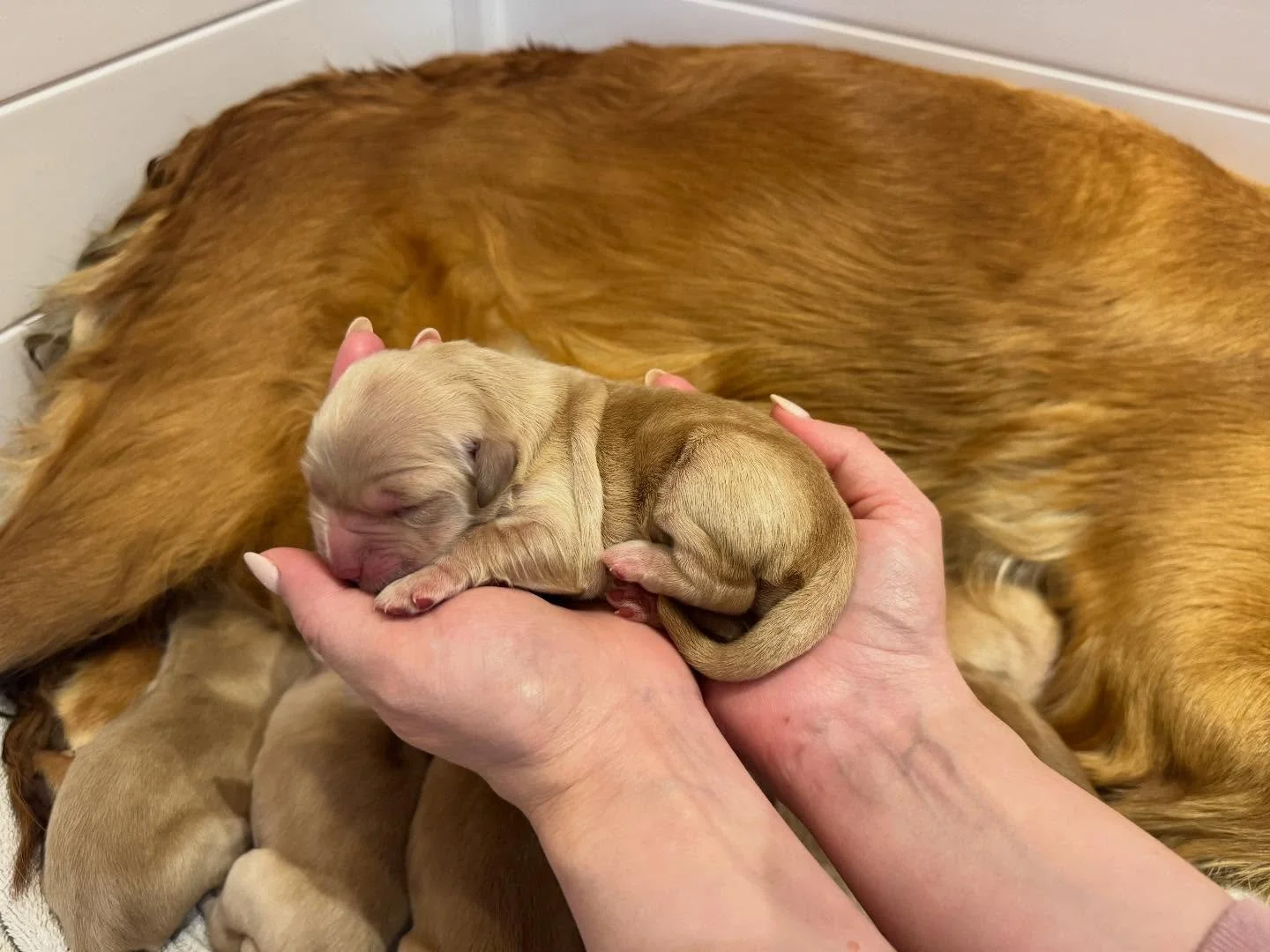 Say hello to the Maya&rsquo;s Spring 2026 litter! 
8 beautiful golden retriever puppies!
