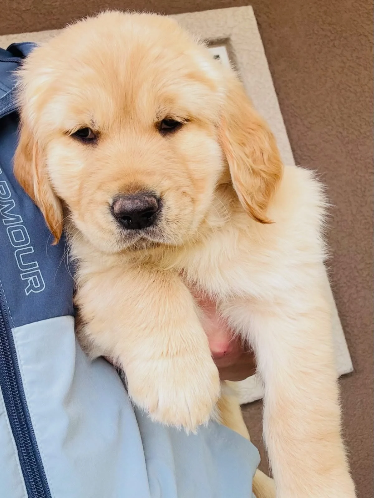 Everyone say hello to Delilah 🌼 ☀️ She is the last puppy available from her litter and is ready to go home next Friday. Pm us for more details #akcgoldenretriever #goldenretriever #delilahsunshine #akc