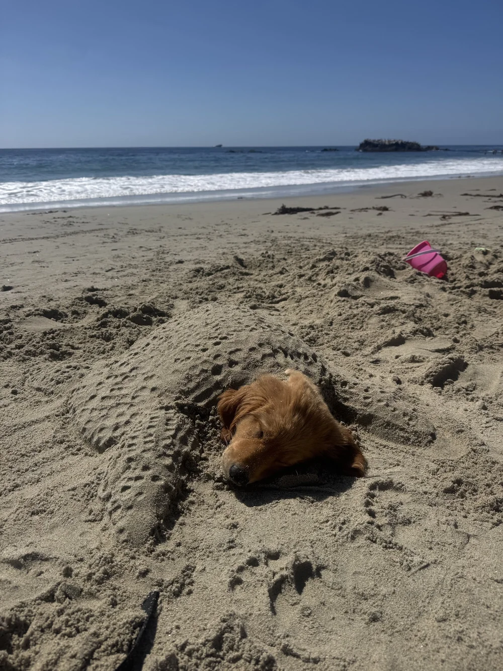 Golden Retriever puppy or Turtle