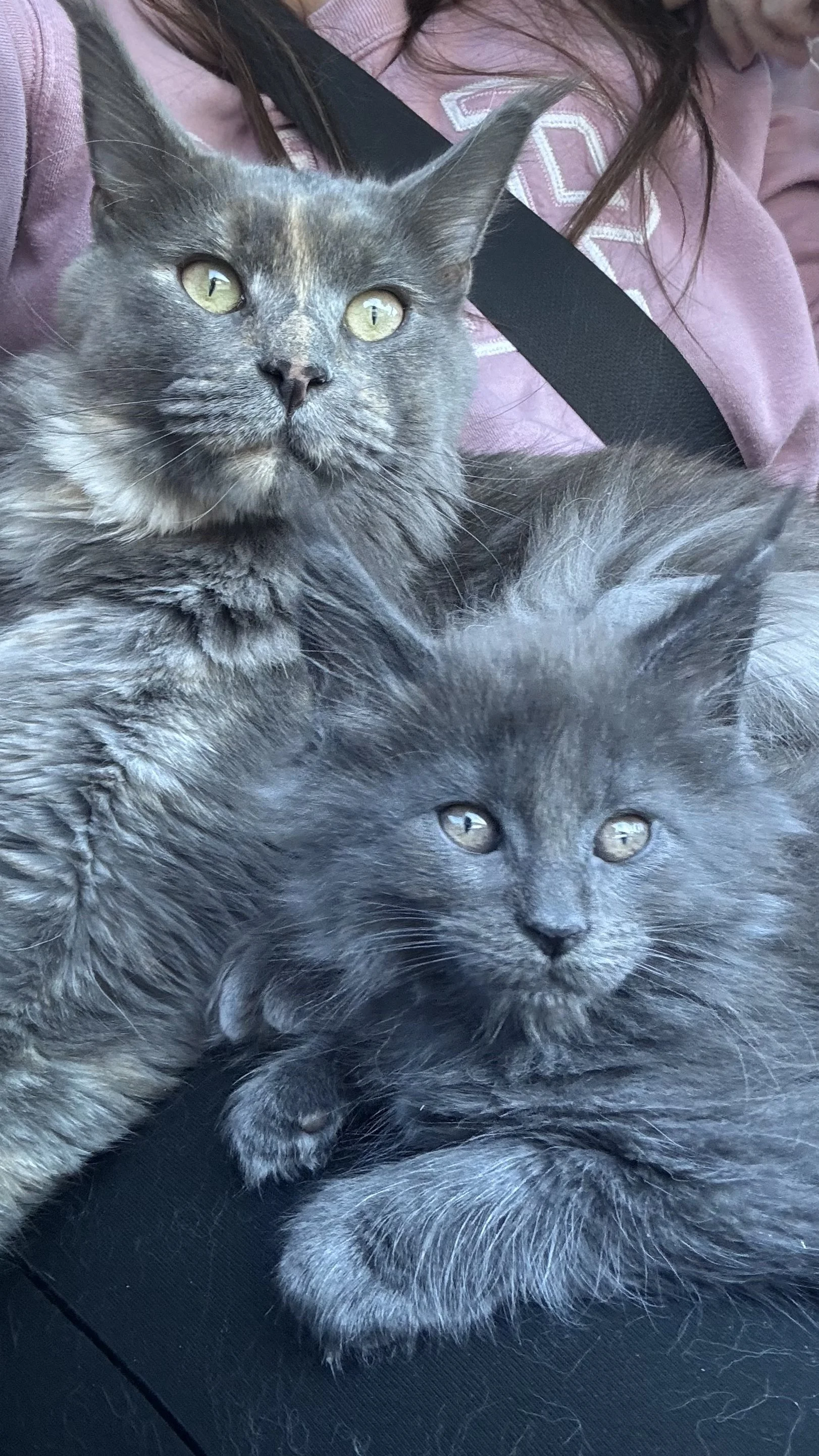 Kyvyn and Russel Maine Coon Cats and Kittens in Northern Arizona from Turquoise Trail Cattery