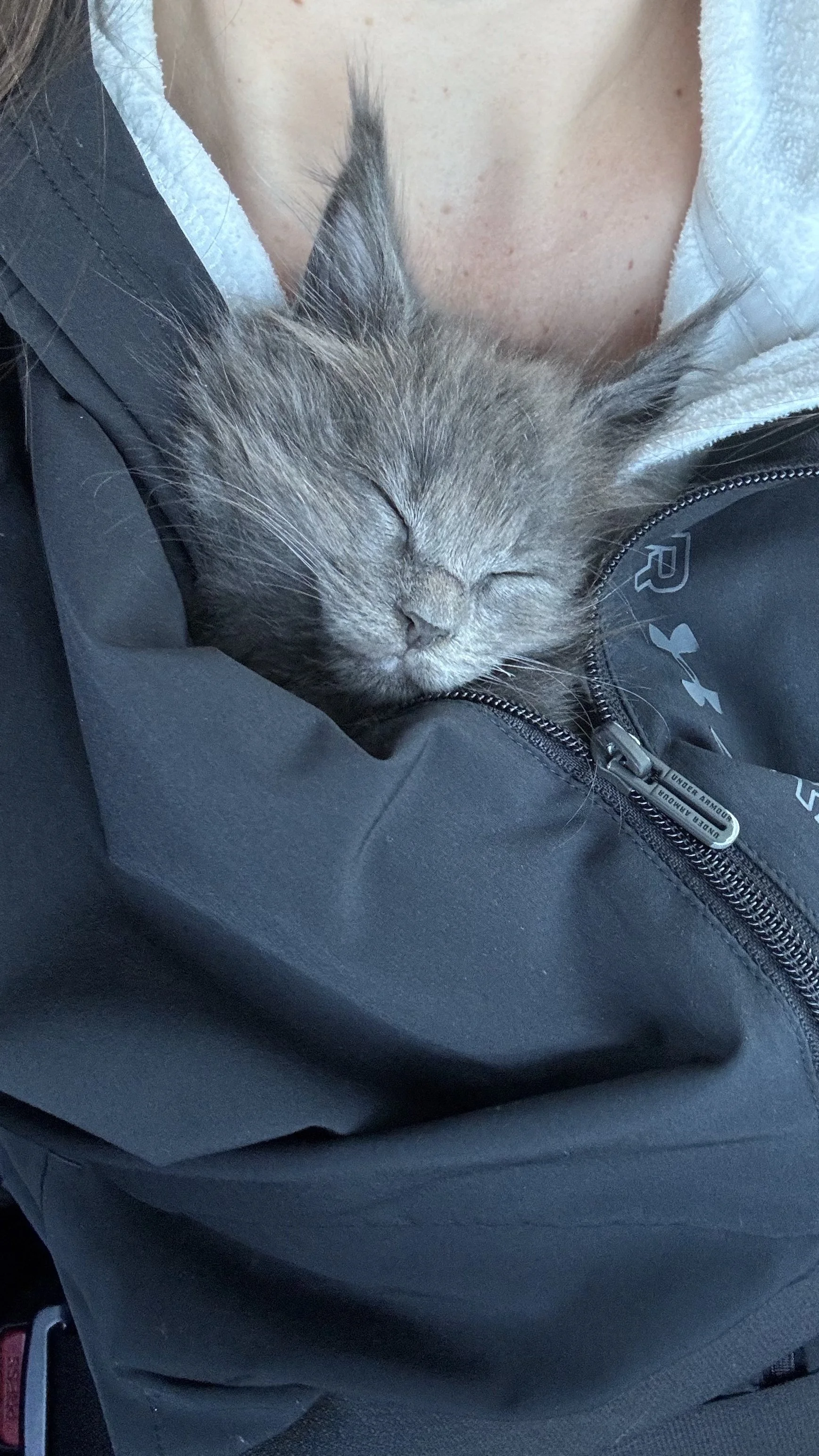 TICA Maine Coon Kittens of Arizona near Phoenix and Tucson