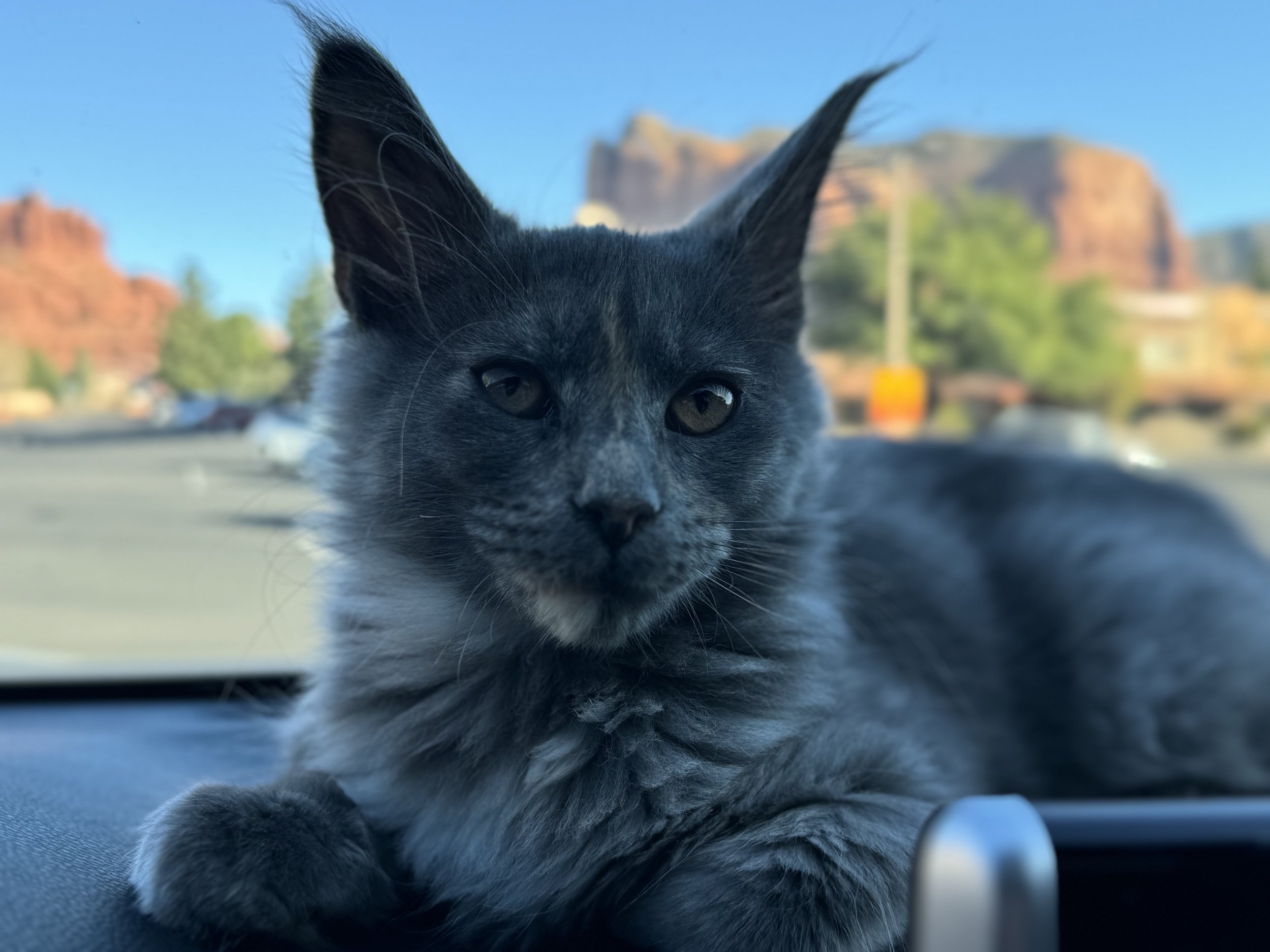 Kyvyn the maine coone cat from Turquoise Trail Cattery in Northern Arizona