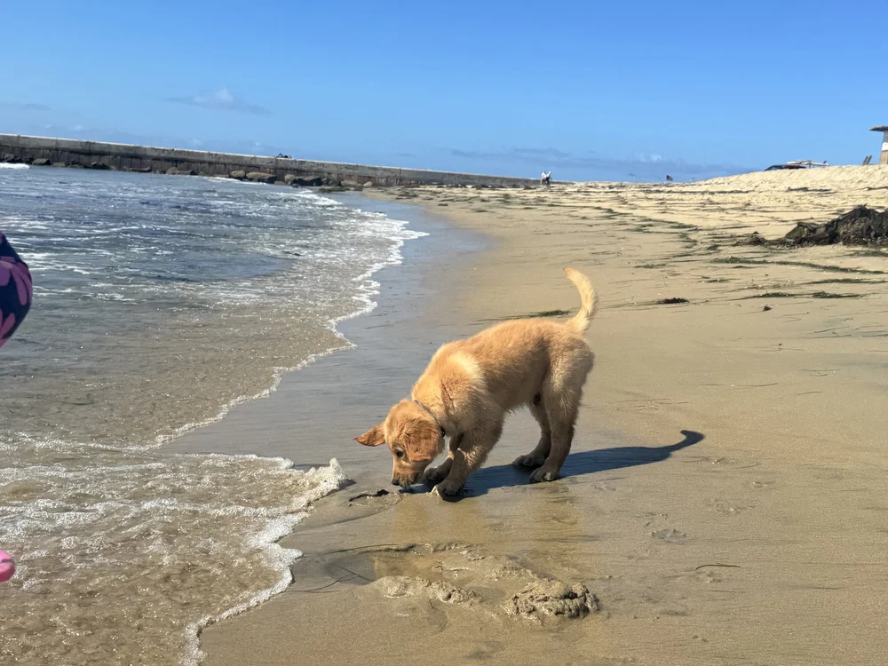 Golden Retriever puppy loving the water