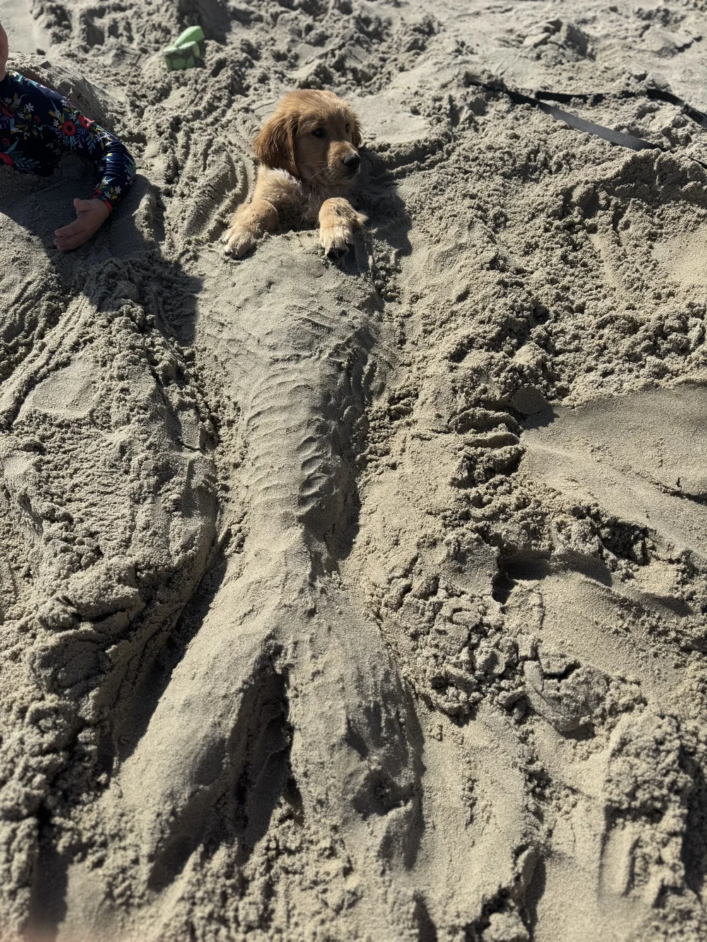 Golden Retriever Puppy or Mermaid