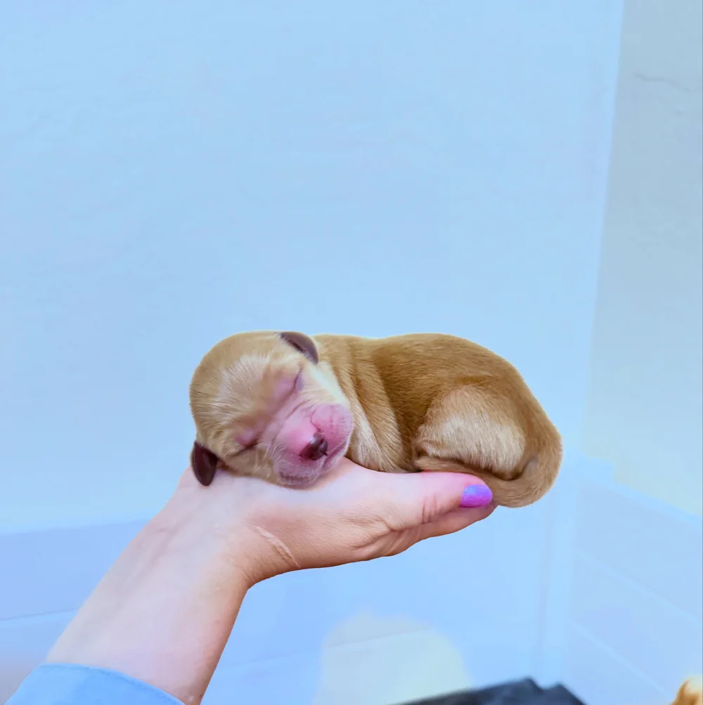 Golden Retriever puppy in Mesa Arizona