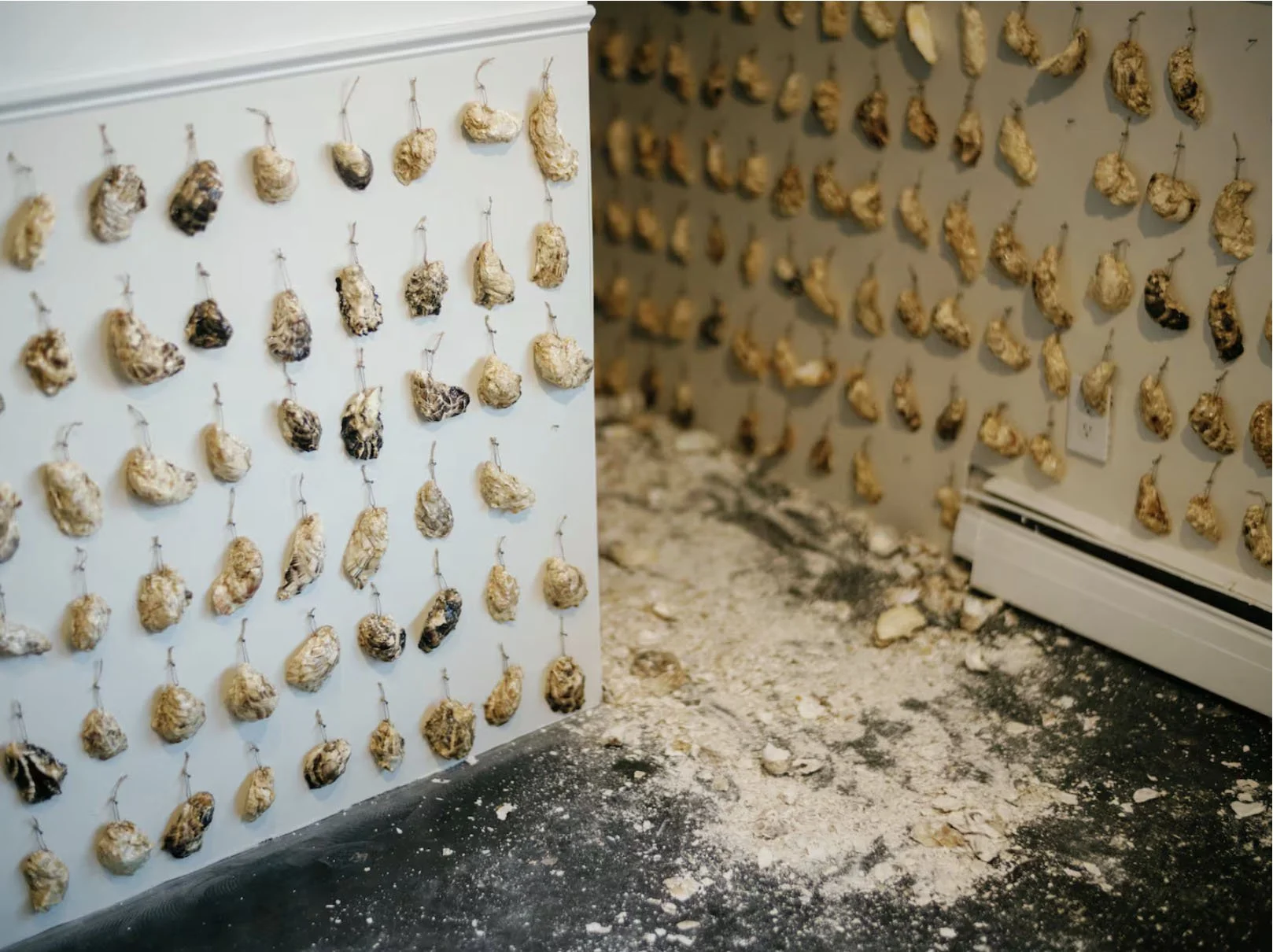 Rows of oysters line the walls and crushed oyster shells litter the floor as part of an exhibition at the International Gallery of Contemporary Art in Anchorage.