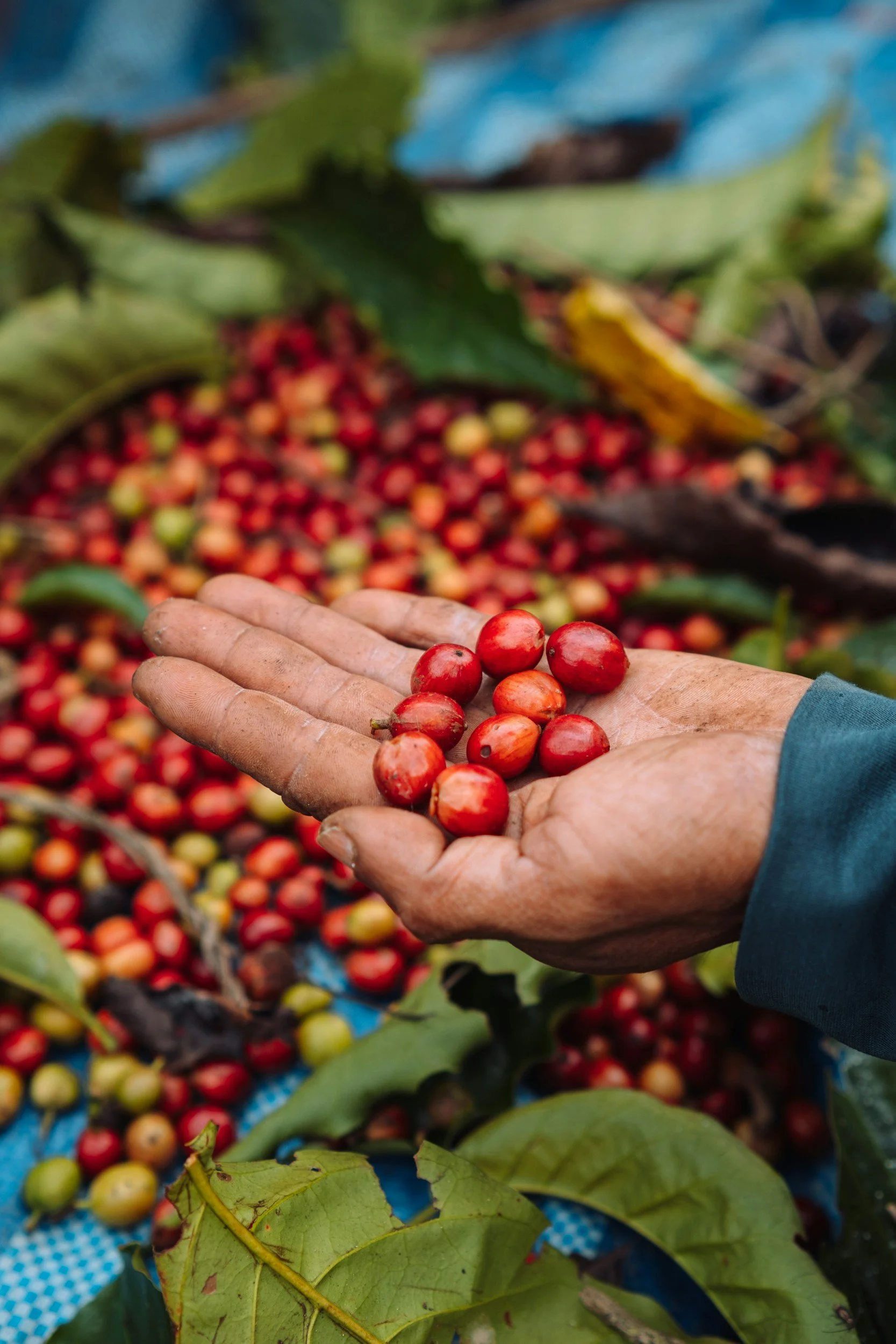 Close-up of a hand holding ripe red coffee cherries with a background of more coffee cherries and green leaves.