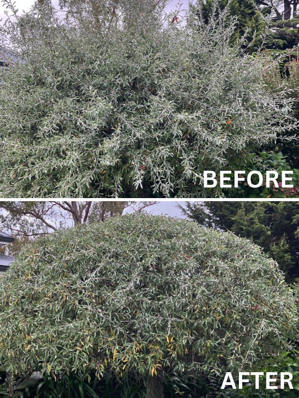 Hedge Trimming Before and After
