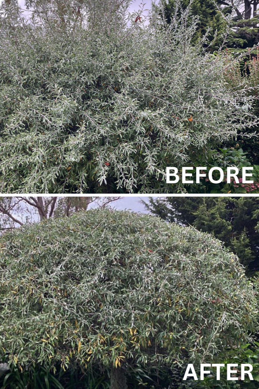 Hedge Trimming Before and After