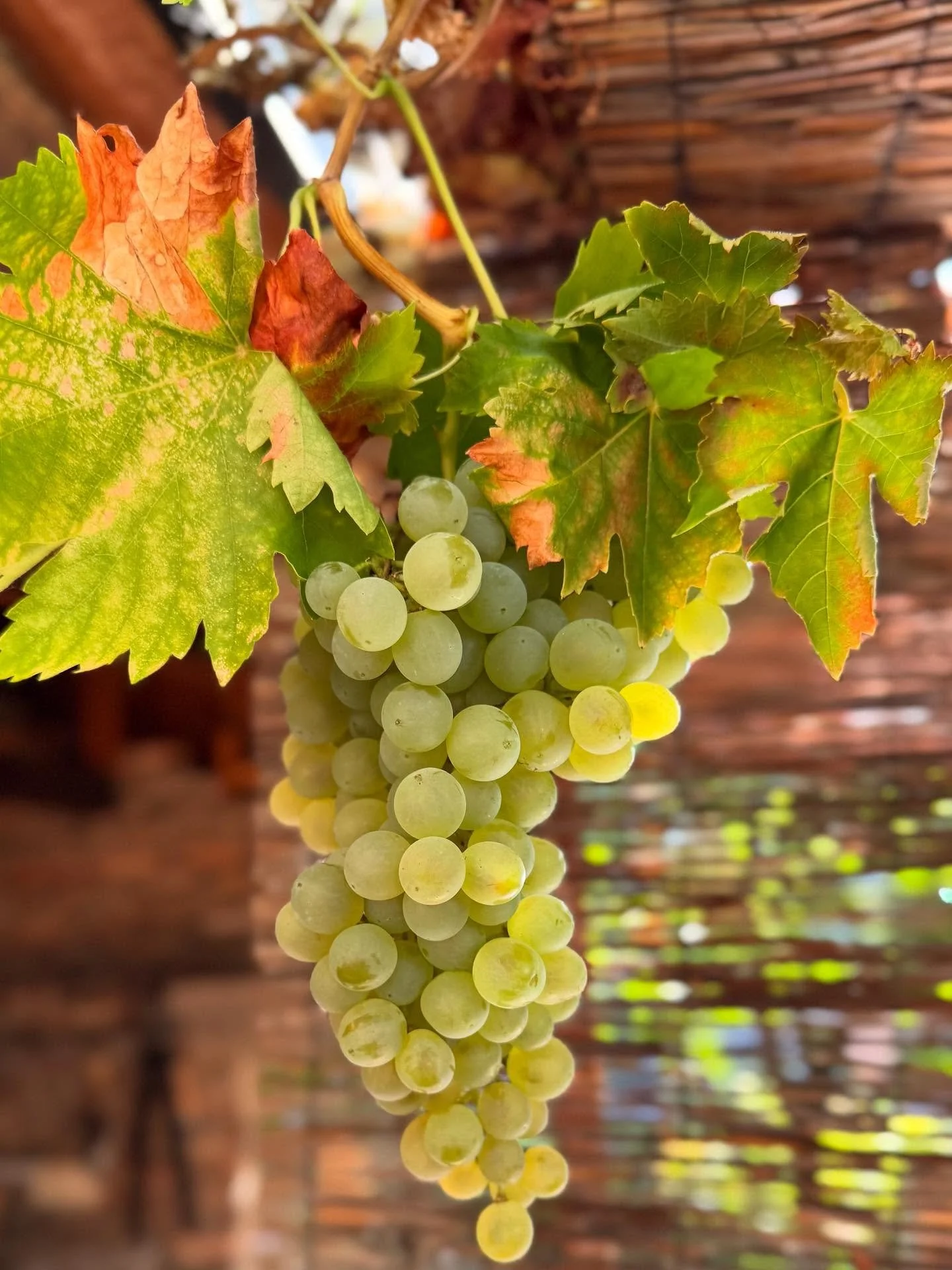 Erntezeit 🍇