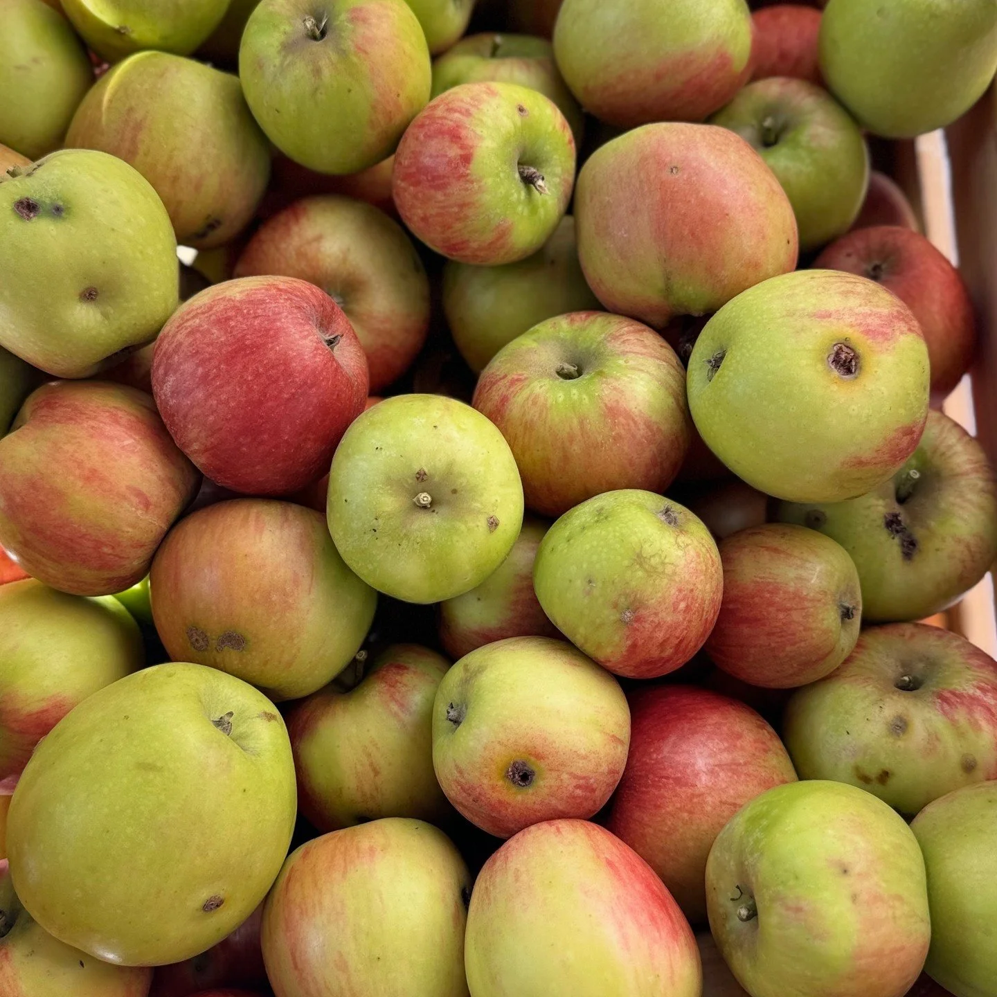 Vom Baum auf's Blech vom Ofen auf den Kuchenteller. Perfekter Sonntagnachmittag dank der alten Sorte &quot;Geheimrat Dr. Oldenburg&quot; 🍎 aus dem Garten. 😋