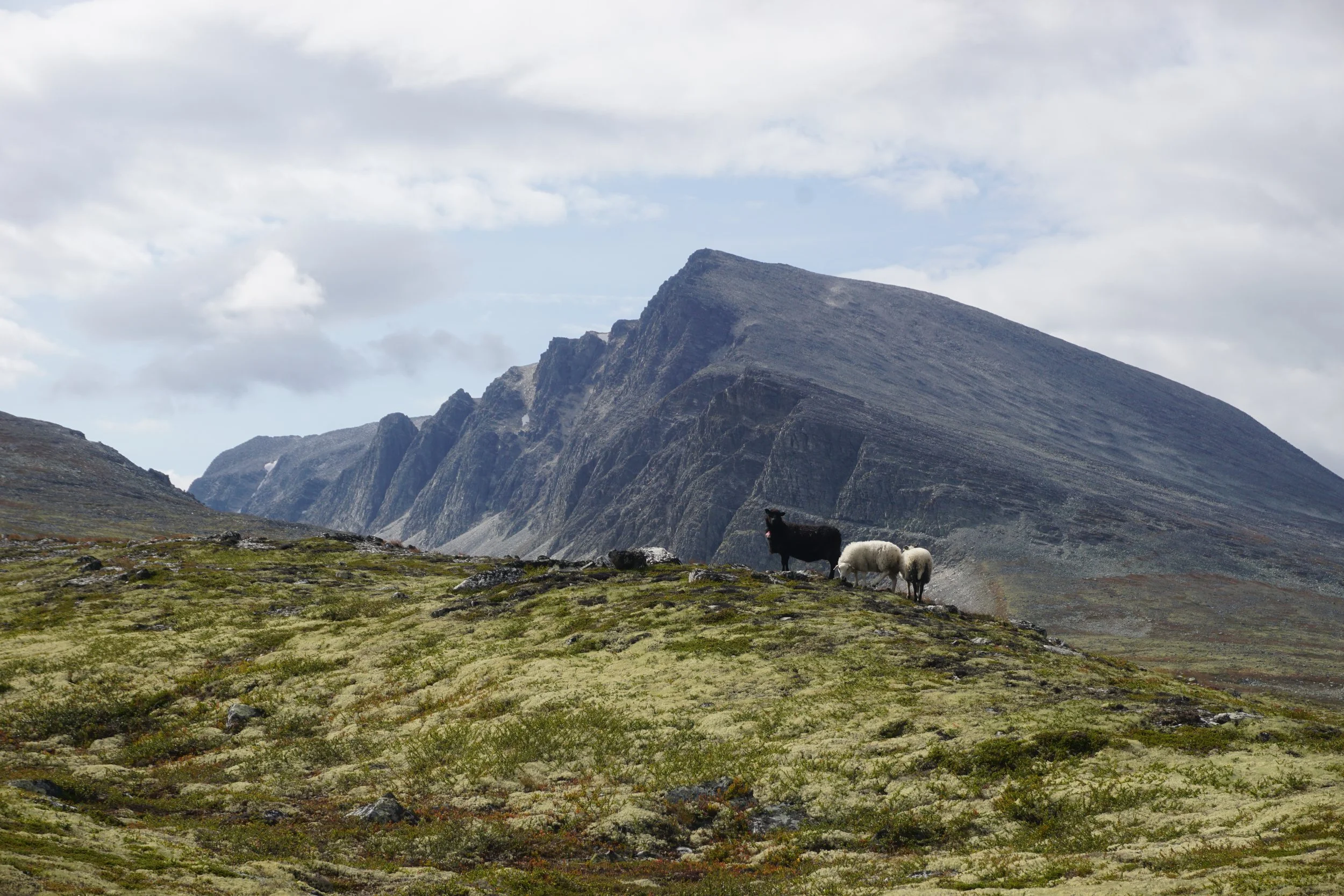 Roaming sheep