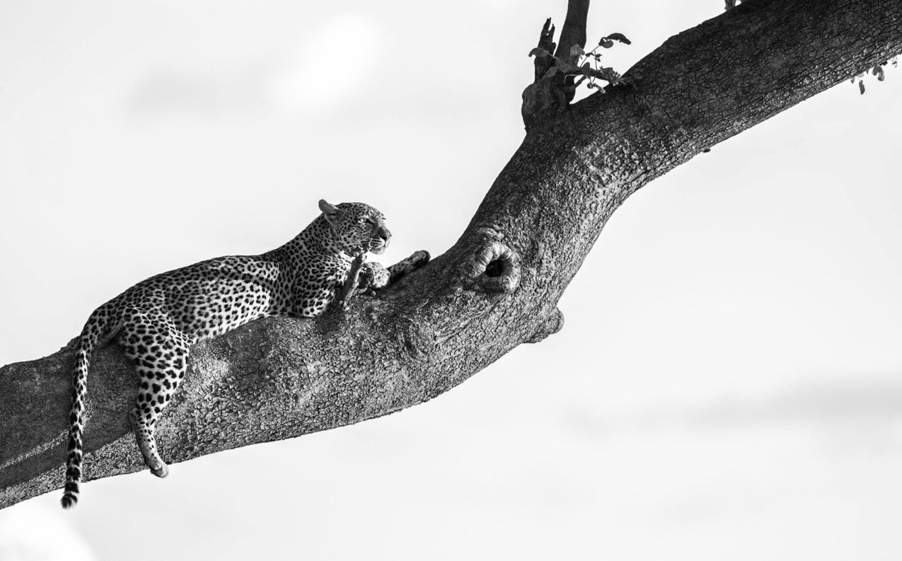 Discover Botswana 2026 - 4.jpg