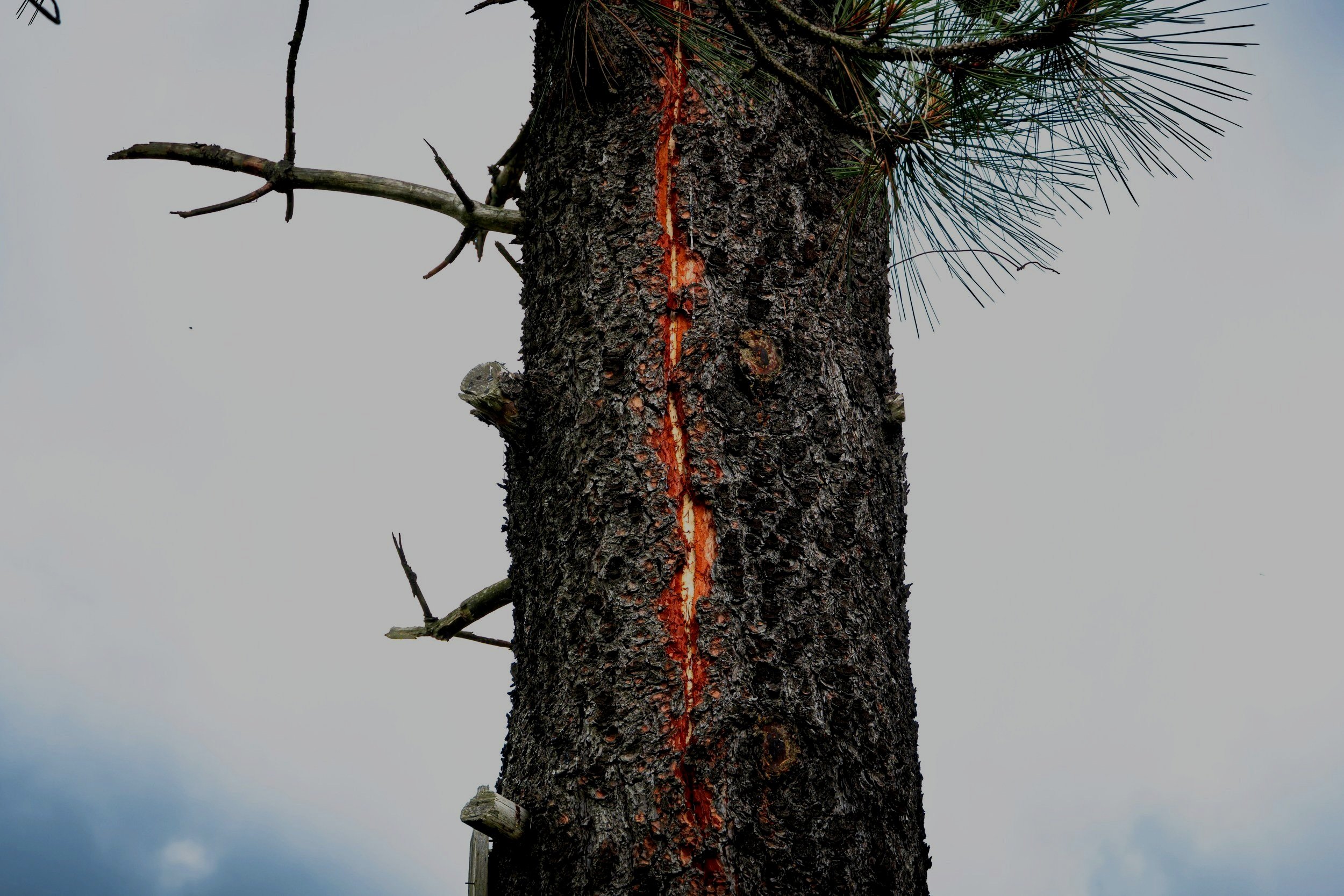 Arbre touché par la foudre