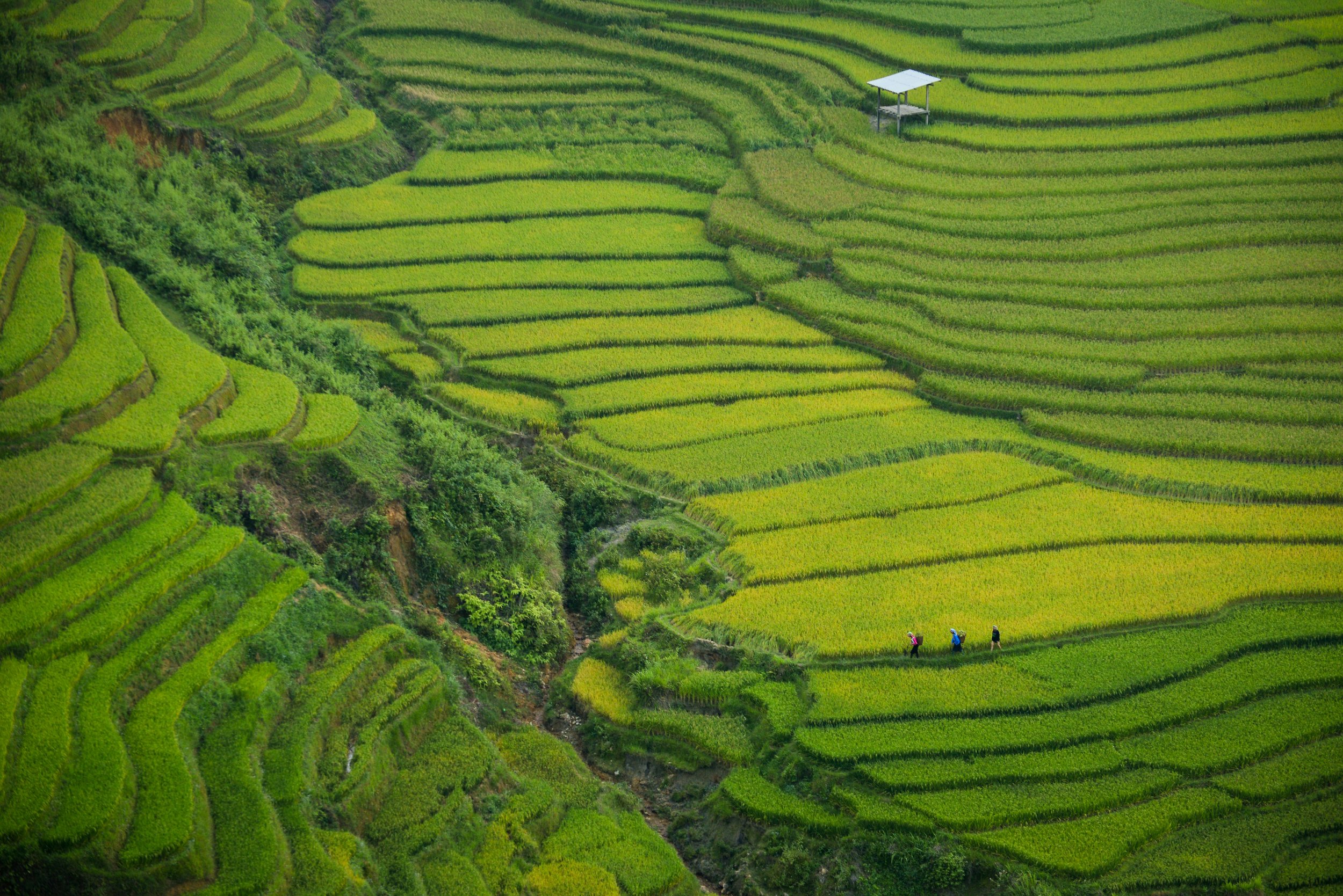 landscape vietnam.jpg