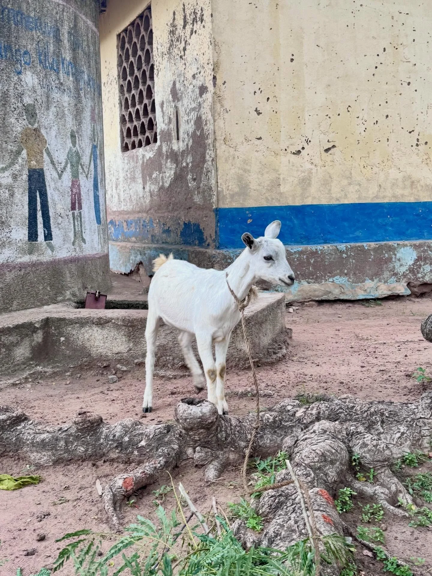 🐐 This week our wonderful Gap Year team delivered a goat to a family in need in Isaba!

As part of our Goat Programme, we support families with Irish dairy goats &mdash; giving them a sustainable source of nutrition and a way to earn income for thei