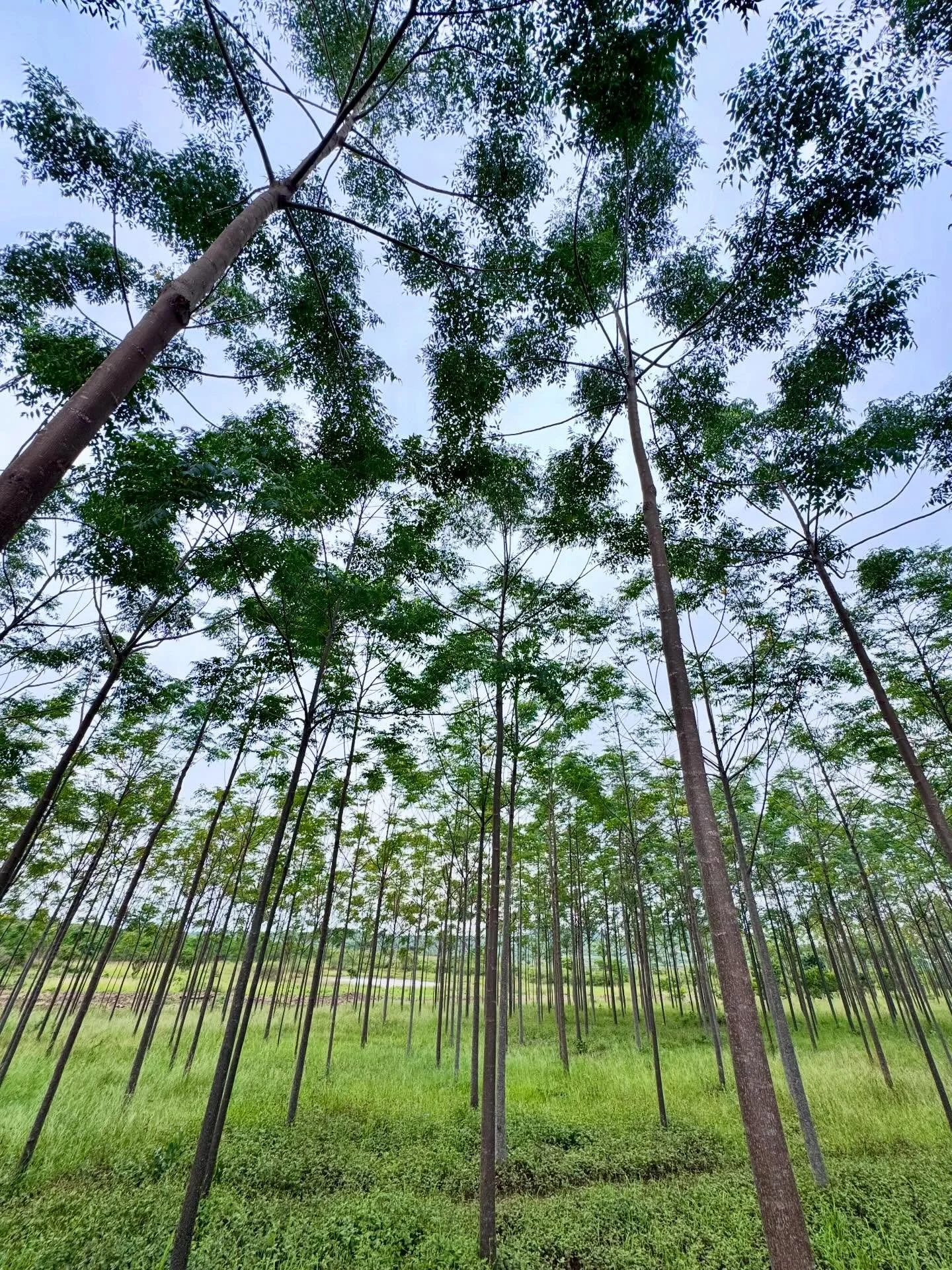 Earth Day 🌍

At Go MAD, caring for the environment goes hand in hand with supporting communities.

Our tree-planting initiatives in Musoma don&rsquo;t just restore land, they also create long-term income for local farmers and contribute to sustainab