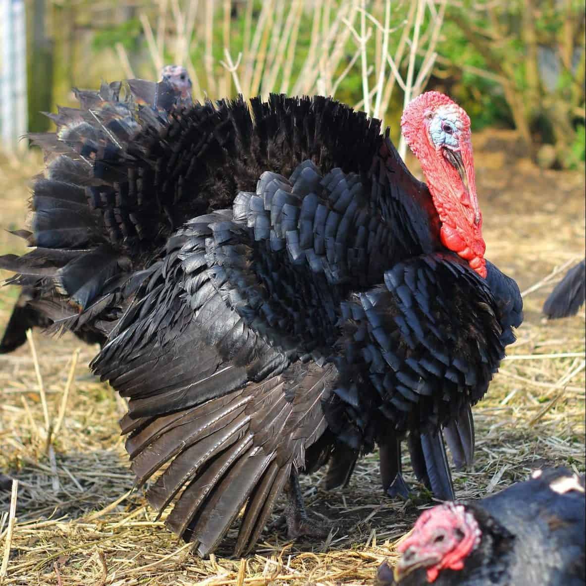 Turkey.jpg