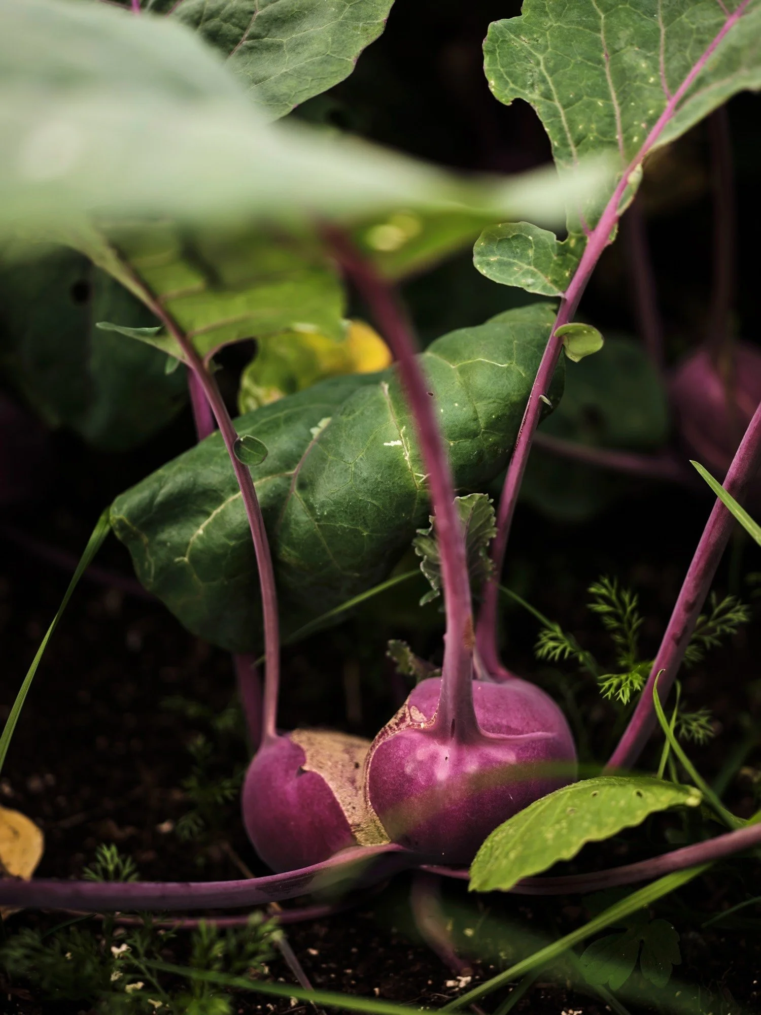 Flock-Liz-Seabrook-food-provenance-chef-photographer-publication-NorthNorway_DSCF9926.jpeg