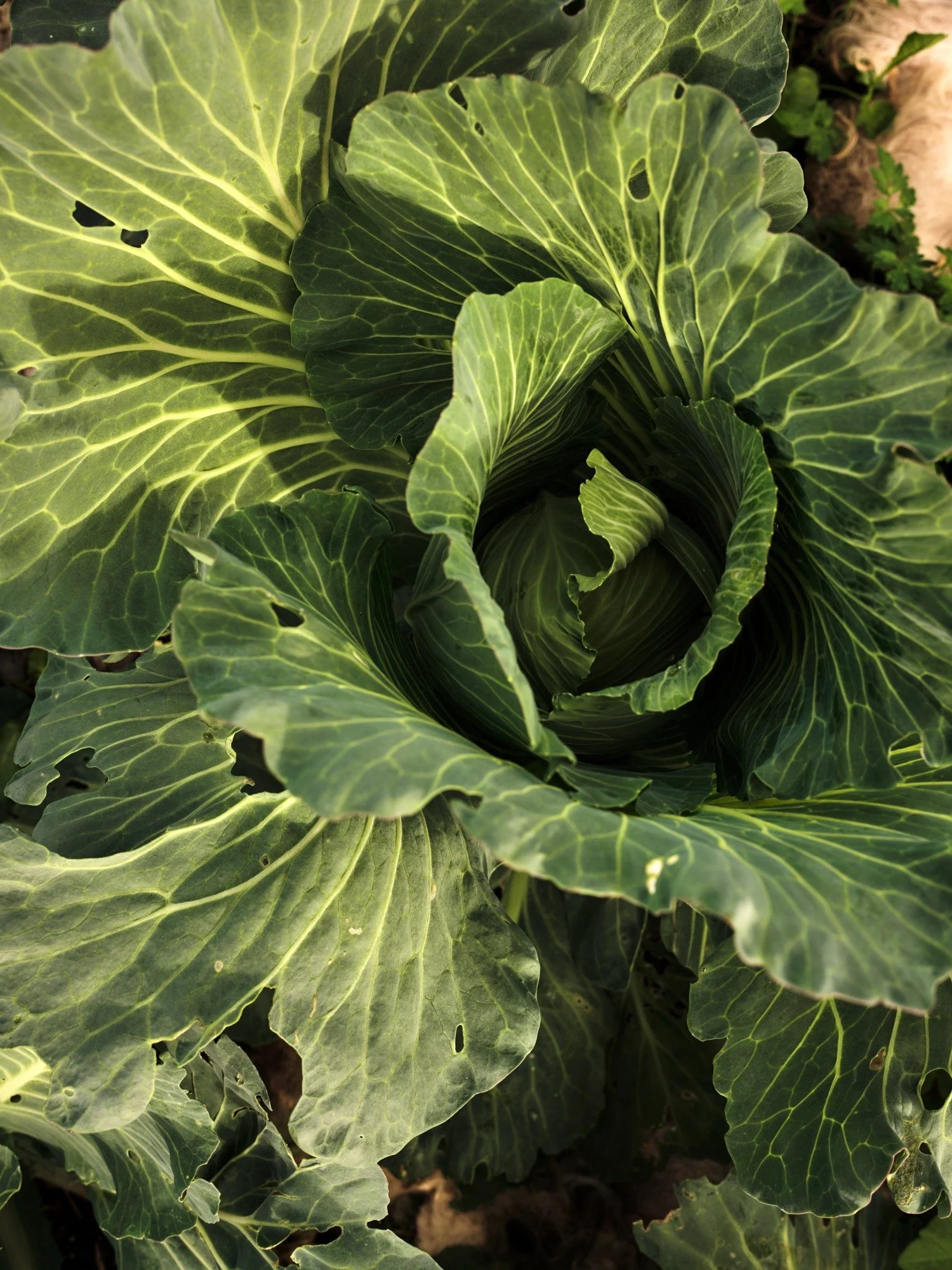 Flock-Liz-Seabrook-food-provenance-chef-photographer-publication-NorthNorway_DSCF0154.jpeg