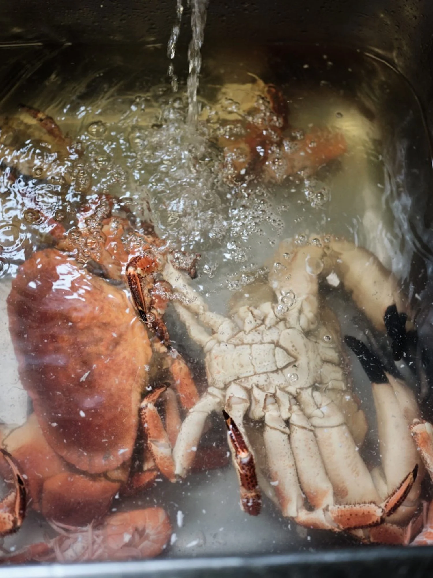 Flock-Liz-Seabrook-food-chef-photography-portrait-FemaleChef-Pam_B_DSCF6387.jpeg