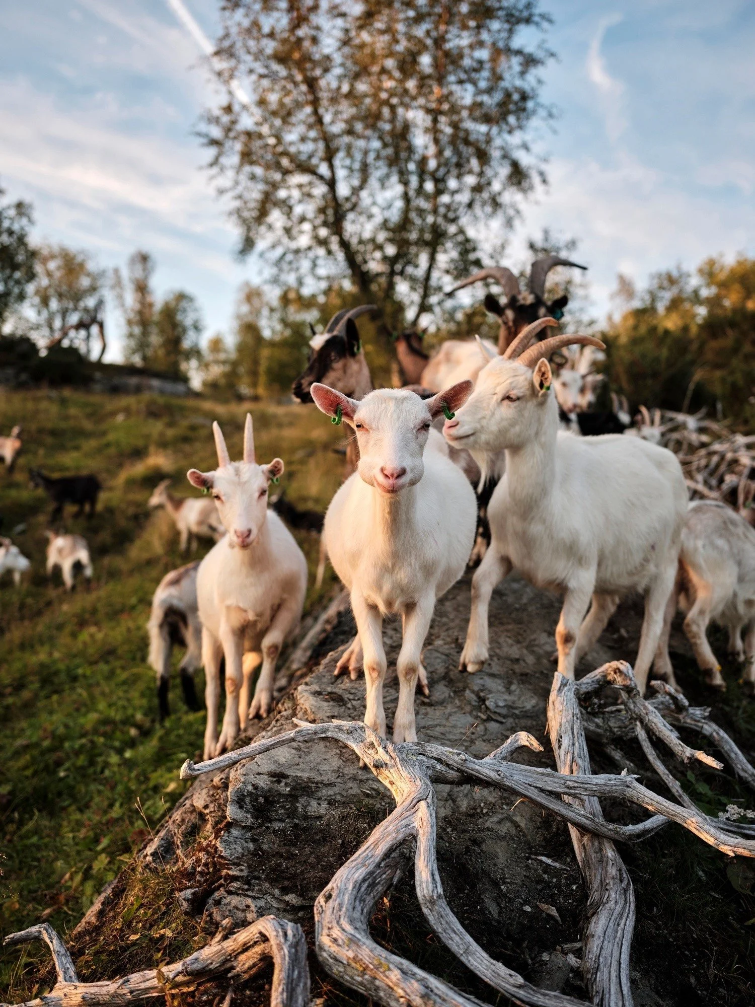 Fare - North Norway