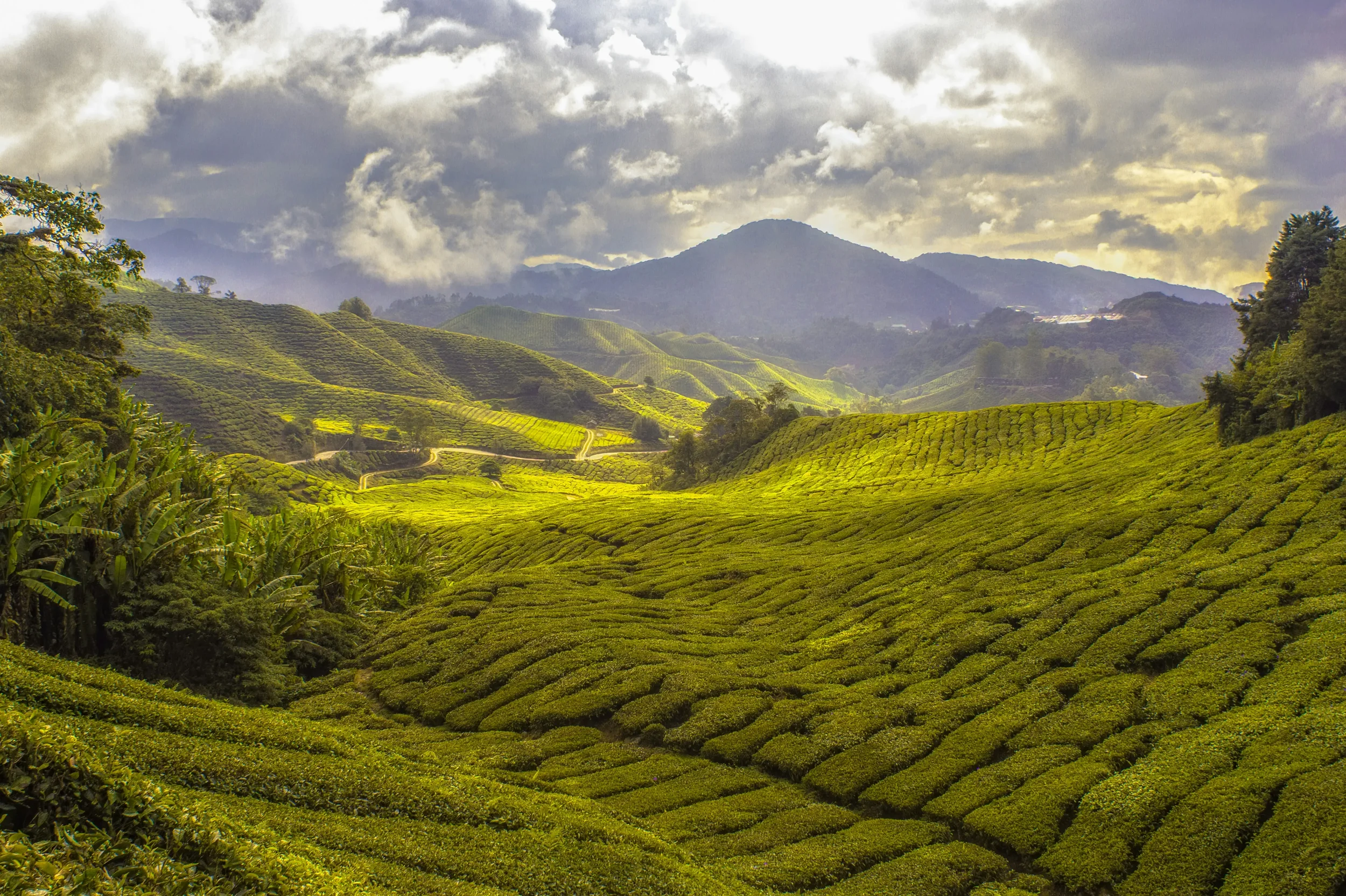 Lush green tea plantation rolling over hills with a cloudy sky and mountains in the background.