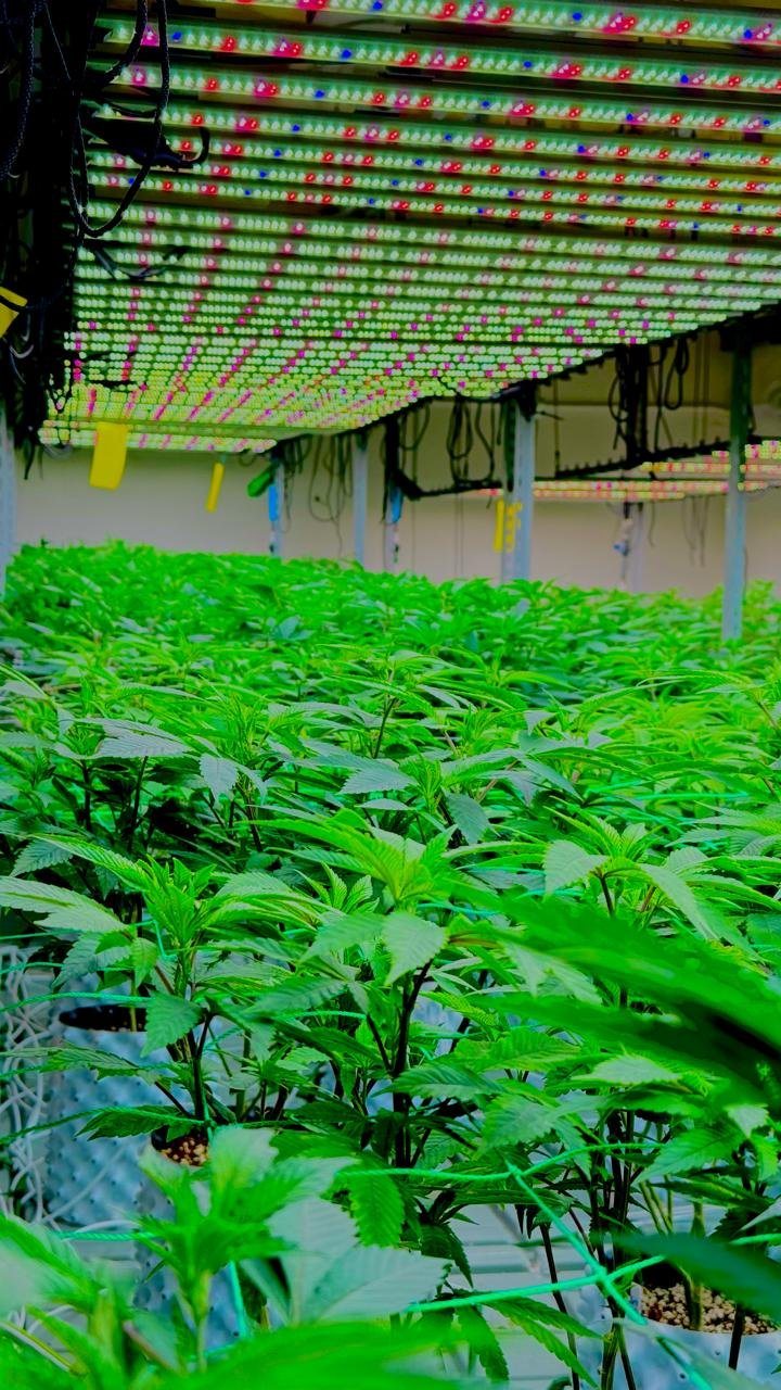 WhatsApp Image 2025-08-11 at 11.54.33 AM.jpeg