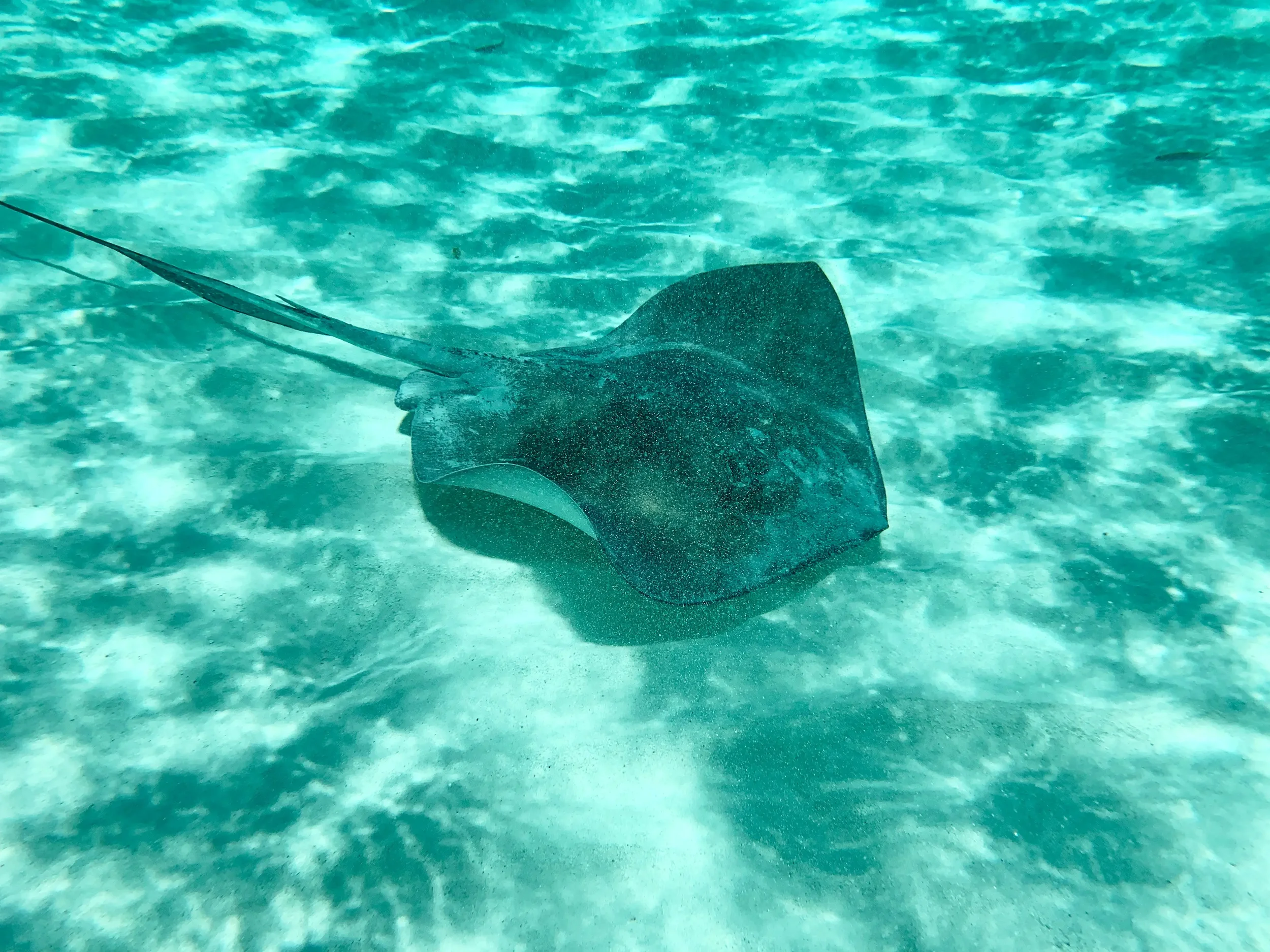 Cozumel JourniCard.webp