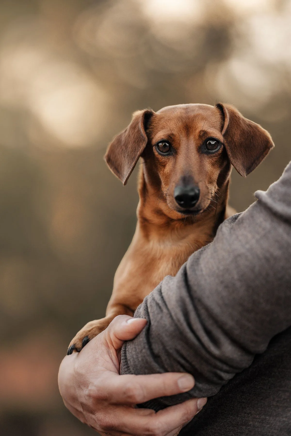 A person holding a small brown Dachshund dog. The dog is looking at the camera, and the person is wearing a gray jacket.