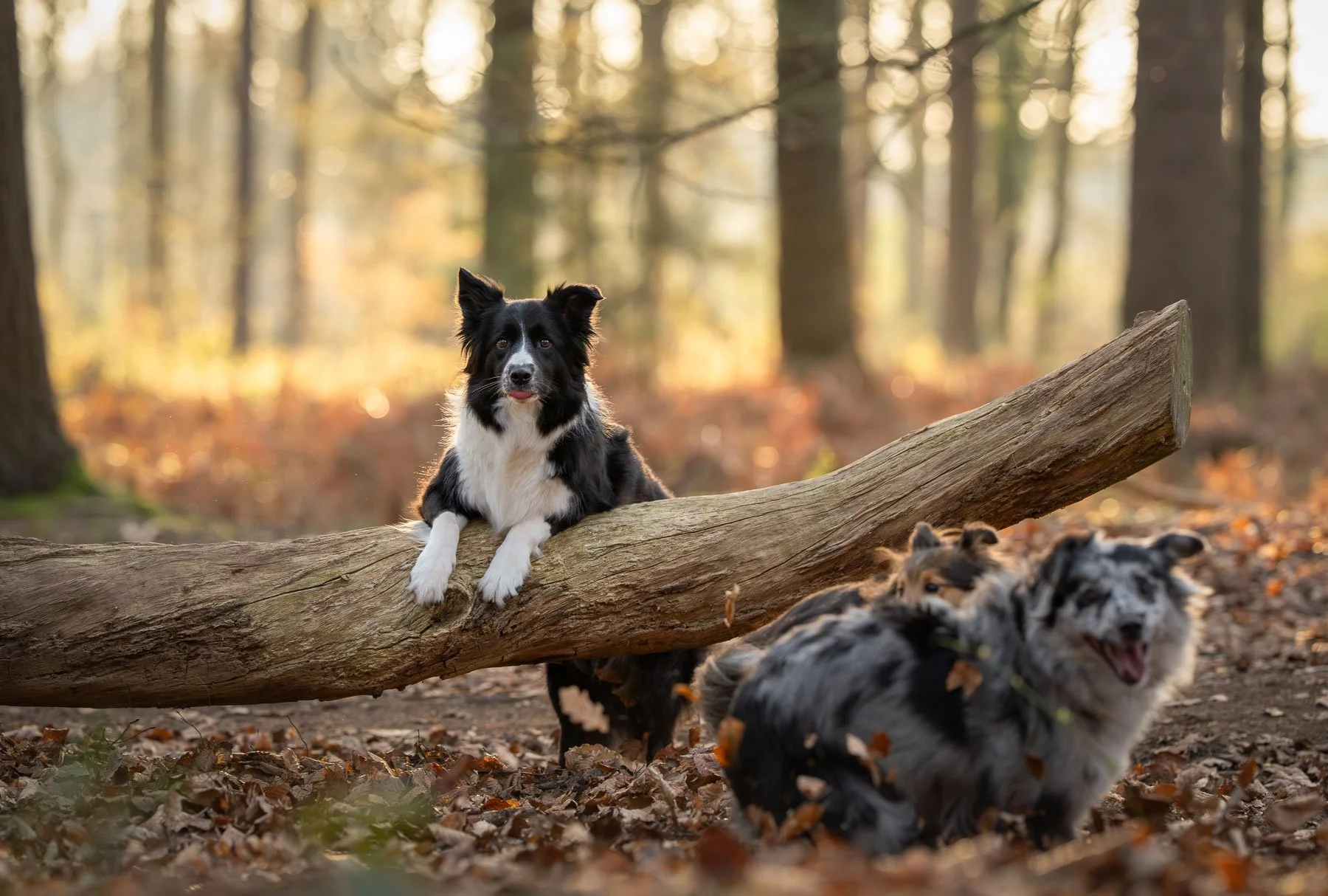 Border collie staand op een bemoste boomstronk in warm herfstlicht