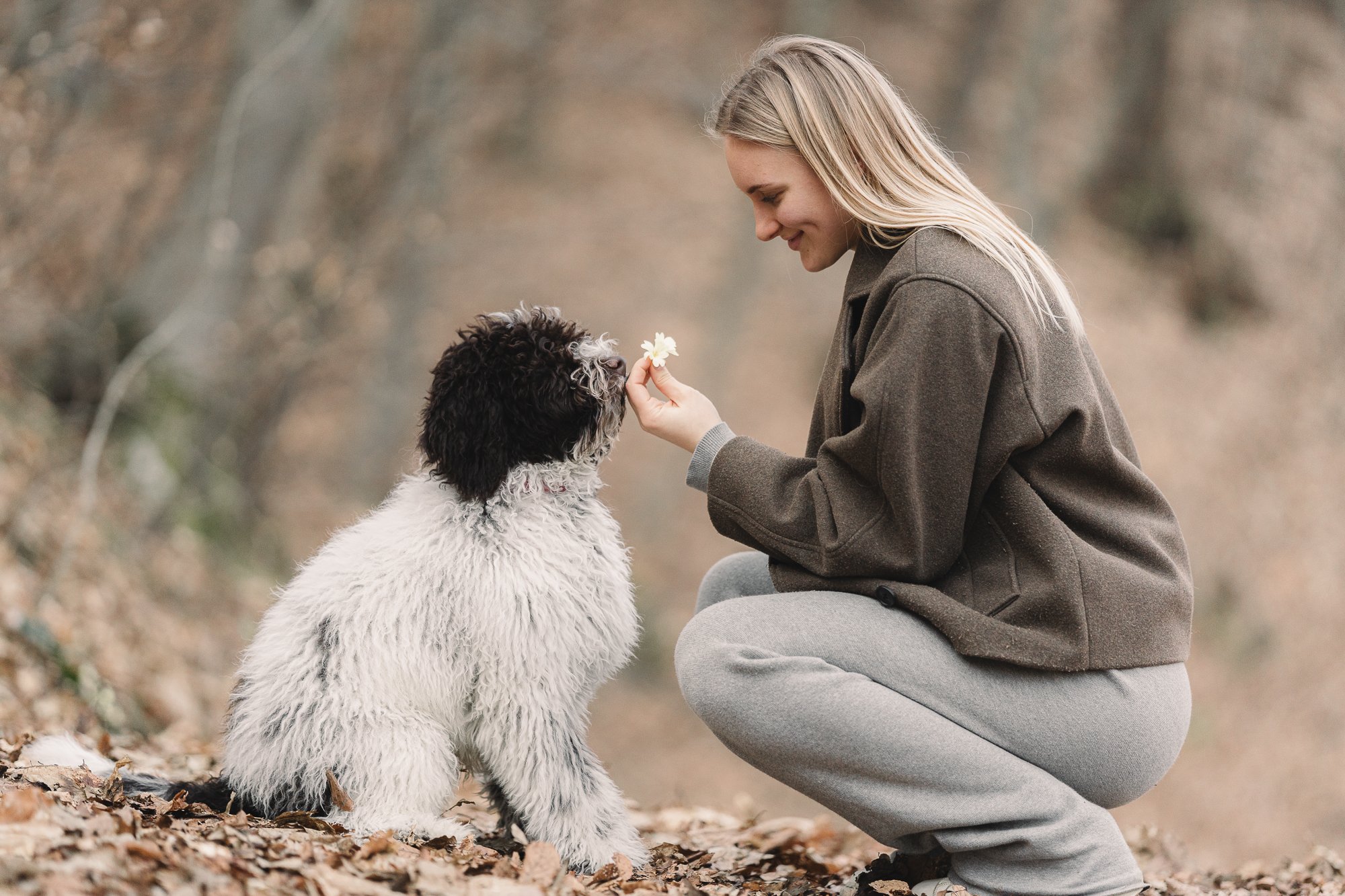labradoodle puppy hondenfotografie 