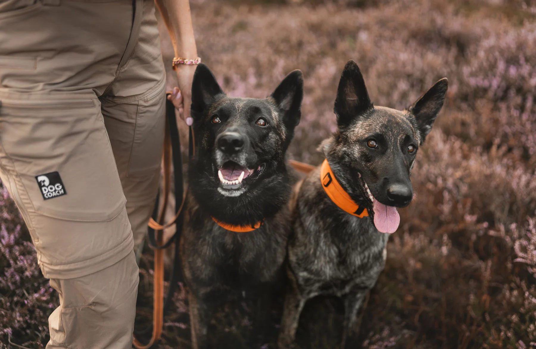 nederlandse-herders-fotoshoot-met-je-hond-fotowandeling-oss.jpg
