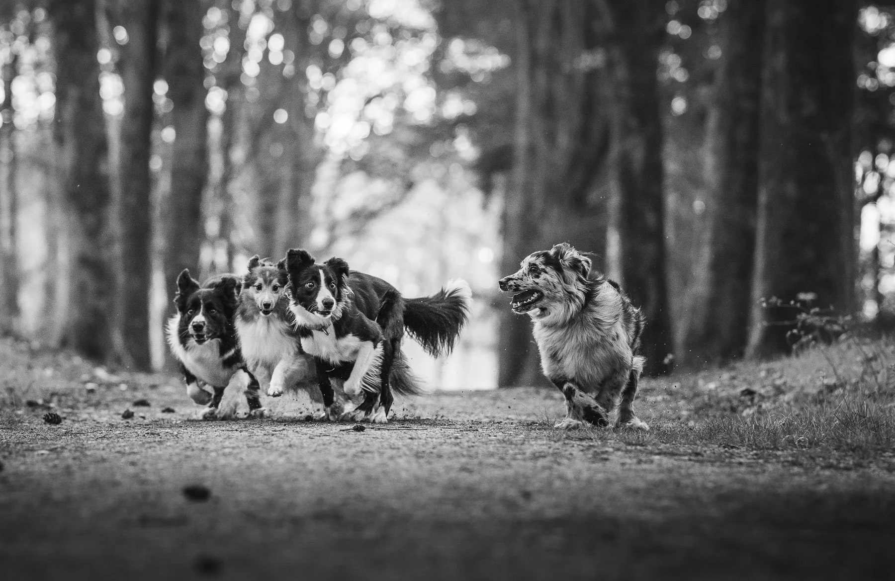 Vier agility honden rennend door het bos, zwart-wit hondenfotografie