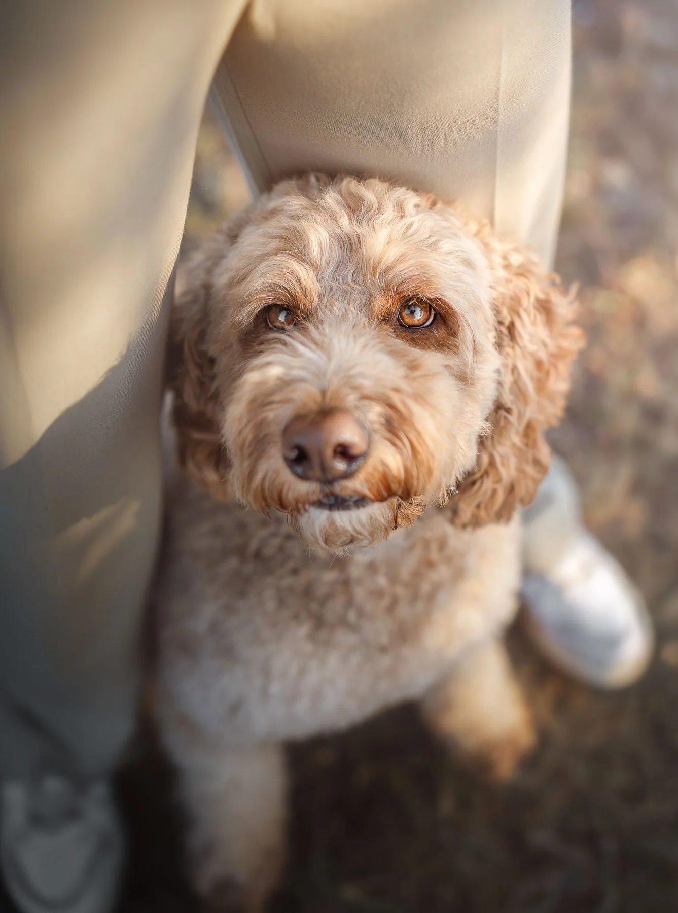Creatieve hondenfotografie met unieke perspectieven. Deze labradoodle fotoshoot laat de band en persoonlijkheid van je hond prachtig zien.
