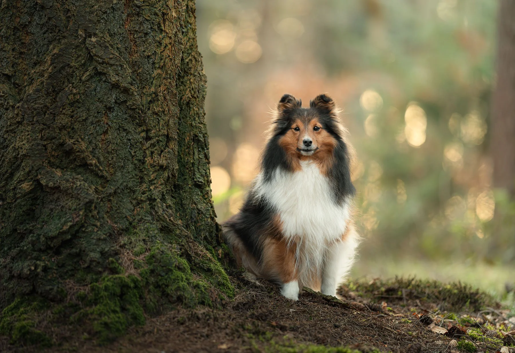 Sheltie zittend naast een boomstam in het bos