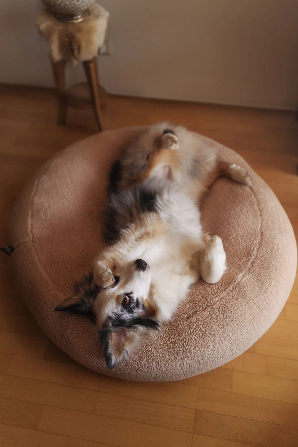 Cozy indoor dog lifestyle photography capturing a relaxed moment at home. Ideal for pet brands, dog bed companies, and lifestyle campaigns focused on comfort, calmness, and everyday life with pets.