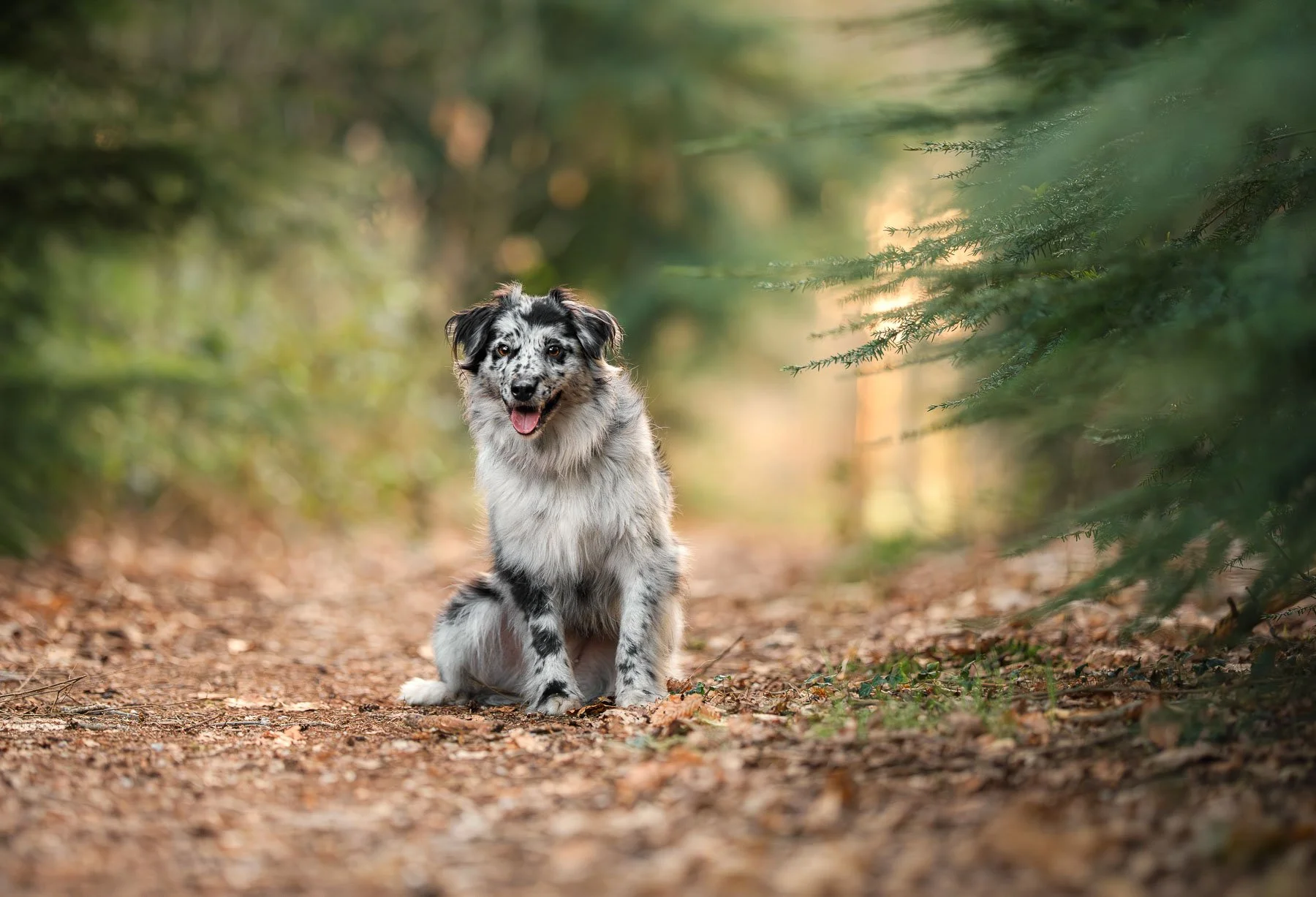 Portret van een merle hond met rode halsband in herfstlicht