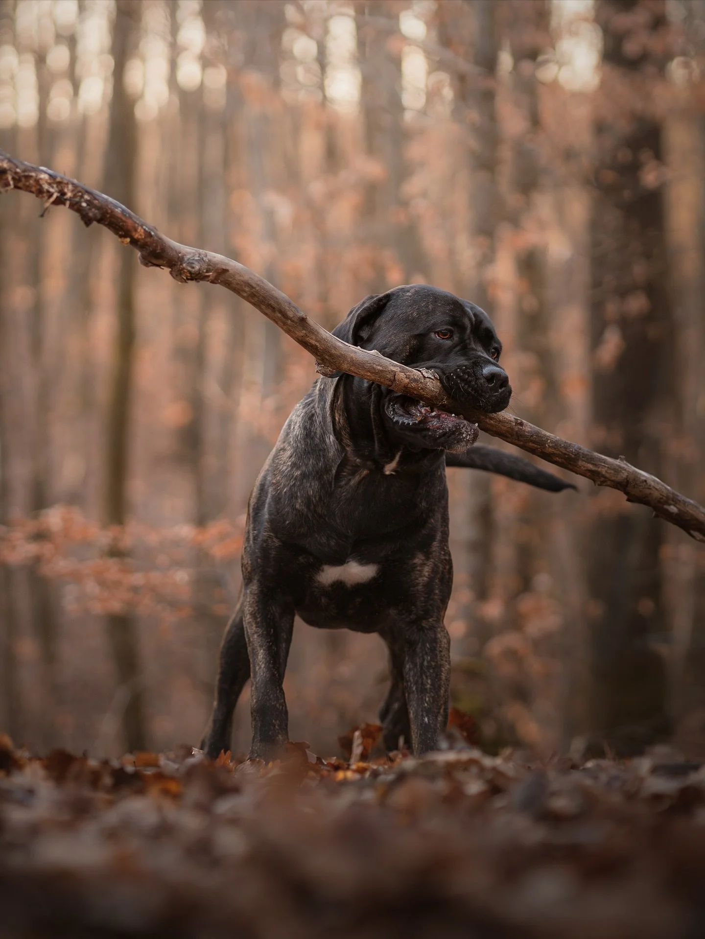 Kan The Gentle Giant🤍🧡

I have revisited my old gallery of Kan&rsquo;s photos in Croatia. Oh how much fun we have had, I am really happy that soon Im going to have this family in front of my camera again🤗

Last weeks I have had a little bit of a c