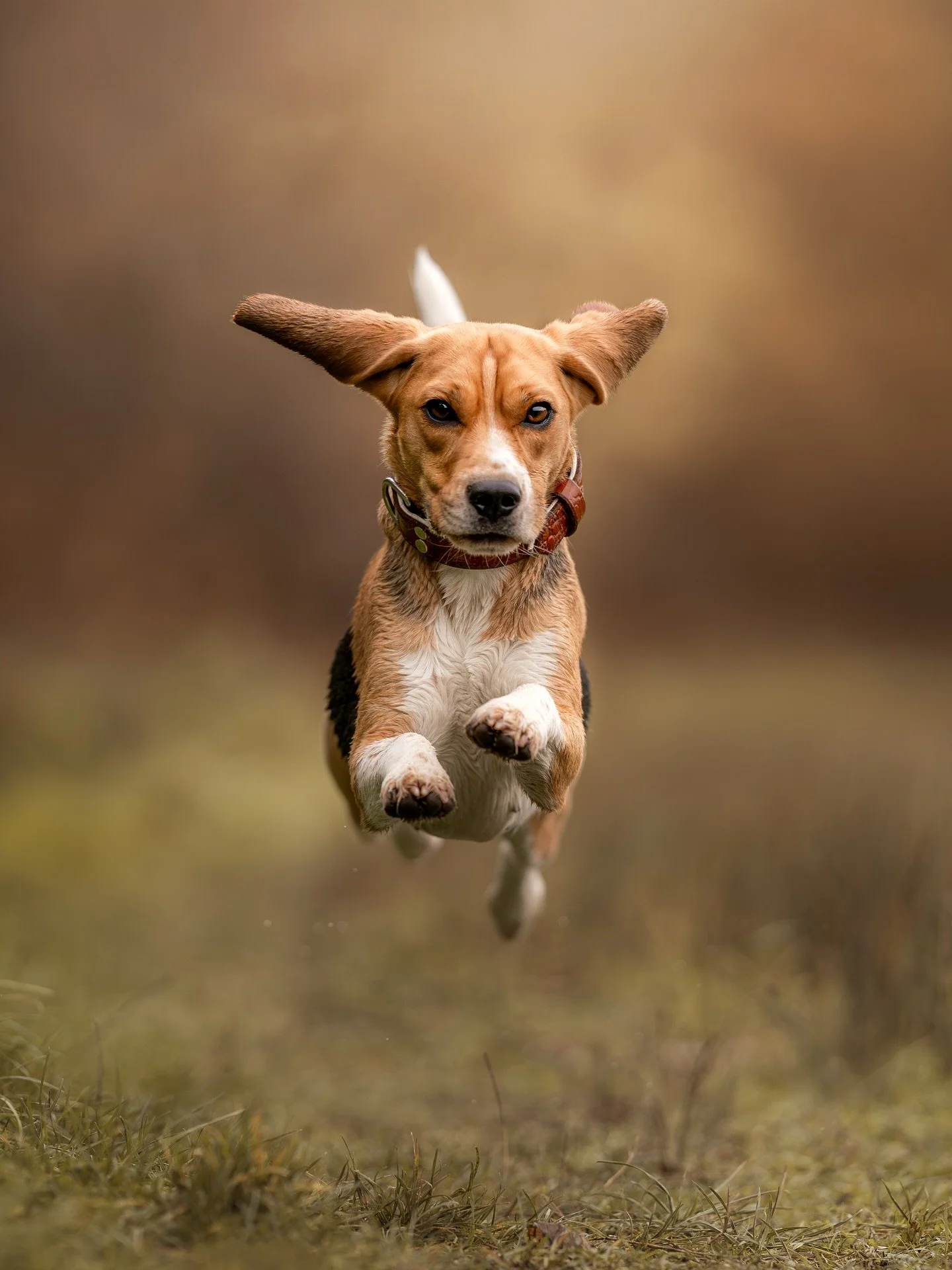 Enya❤️🐾

The fittest, most conditioned dog I have ever seen in my life. Such a beauty and such a healthy dog🥹
She jumps naturally so high, there was no log or tree that she jumped over🤭

#hondenfotografie #hondenfotograaf #hondje #hondenvaninstagr