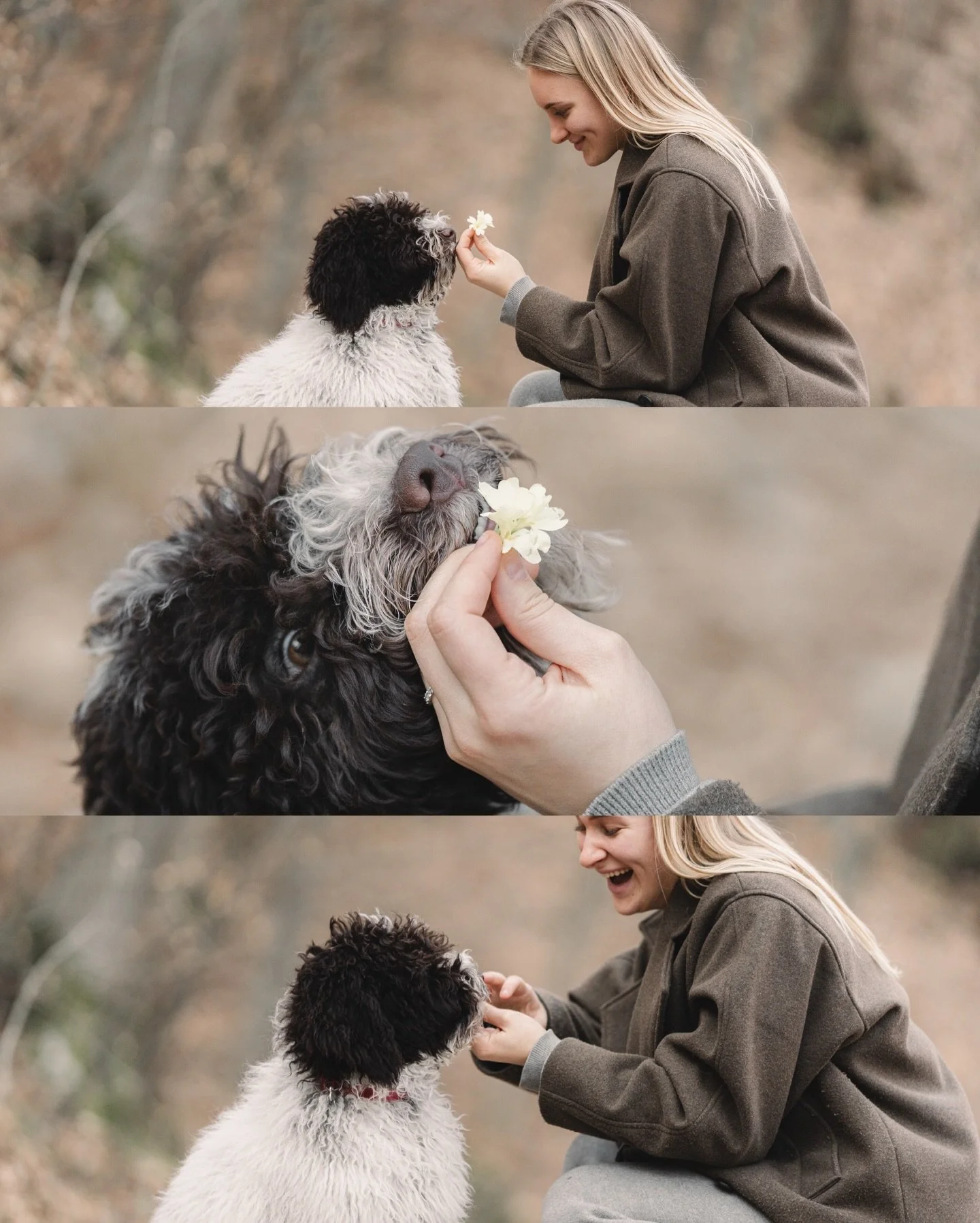 🇬🇧Hi hi everyone! Part two of puppy lagotto love :)
I hope you can see on the photos how much fun they had and how greatly bonded they already are together! Beside just being a dog owner and taking care of your dog, playing and training with your d